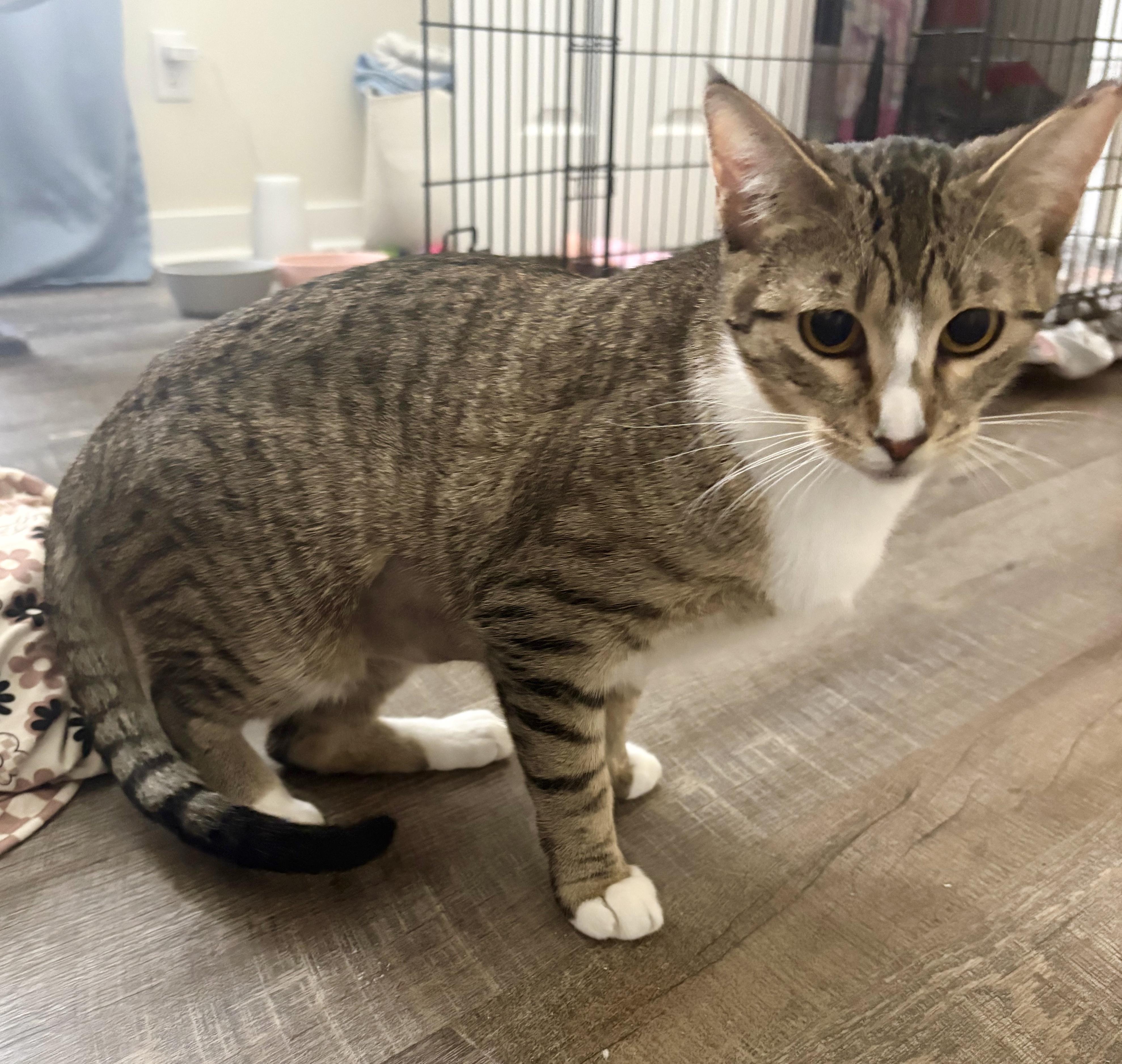 Enlarge Socks, an adopted Domestic Short Hair in Easley, SC image 3/4