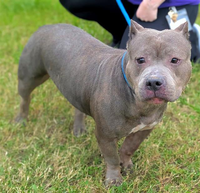 Enlarge BELLA, a Adoptable American Staffordshire Terrier in Fort Lauderdale, FL image 1/1