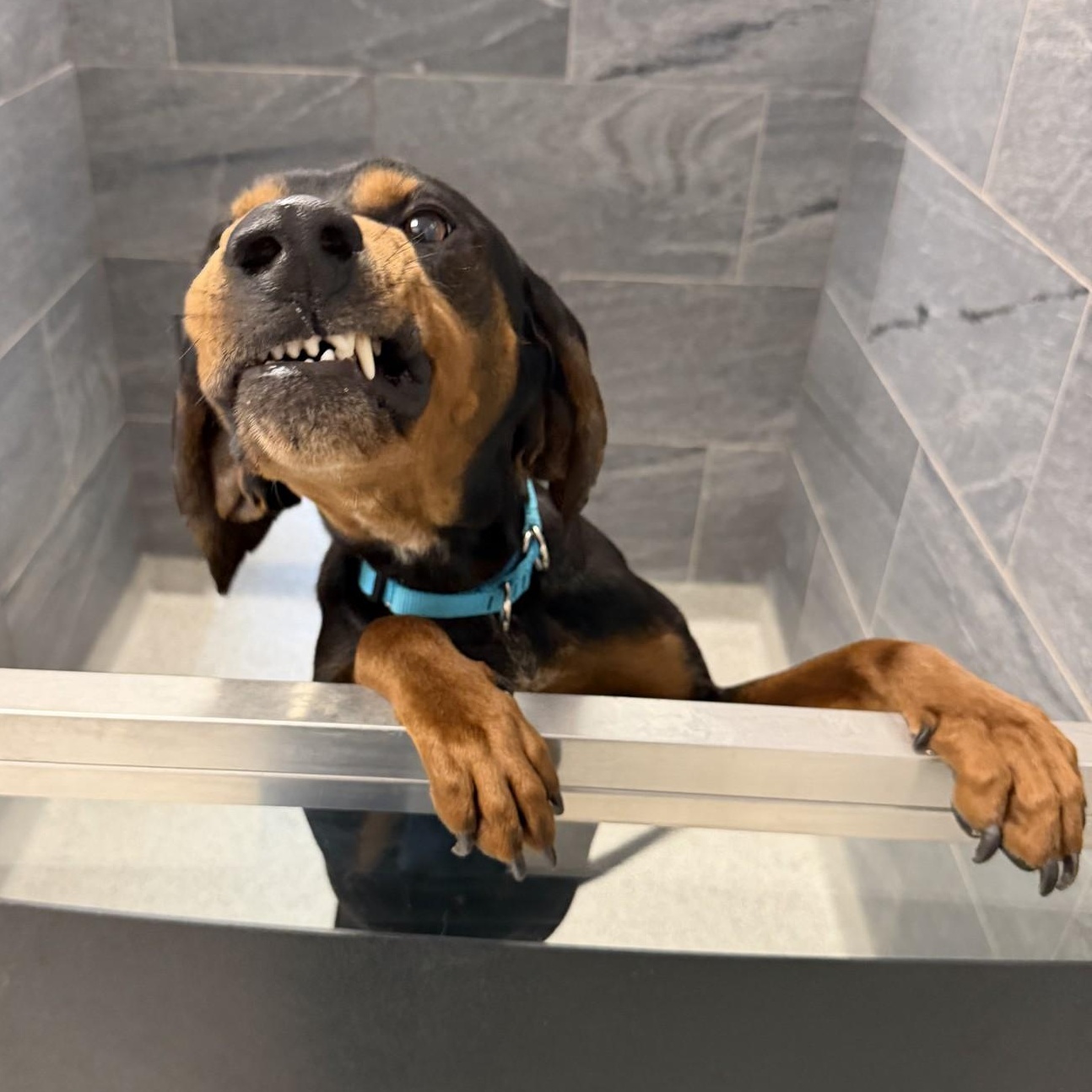 Enlarge Camden, a ADOPTABLE Mixed Breed in Cooperstown, NY image 6/6