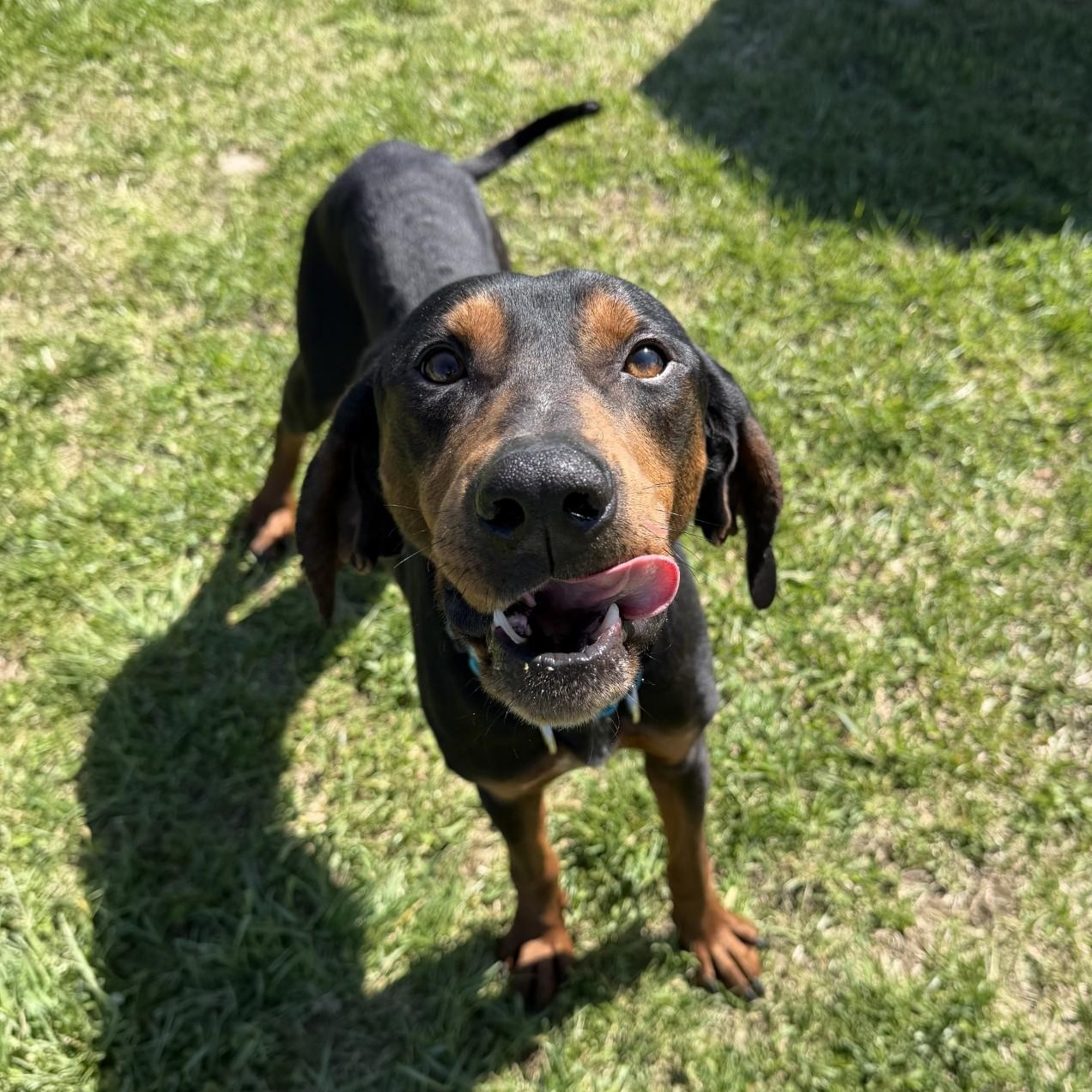 Enlarge Camden, a ADOPTABLE Mixed Breed in Cooperstown, NY image 5/6