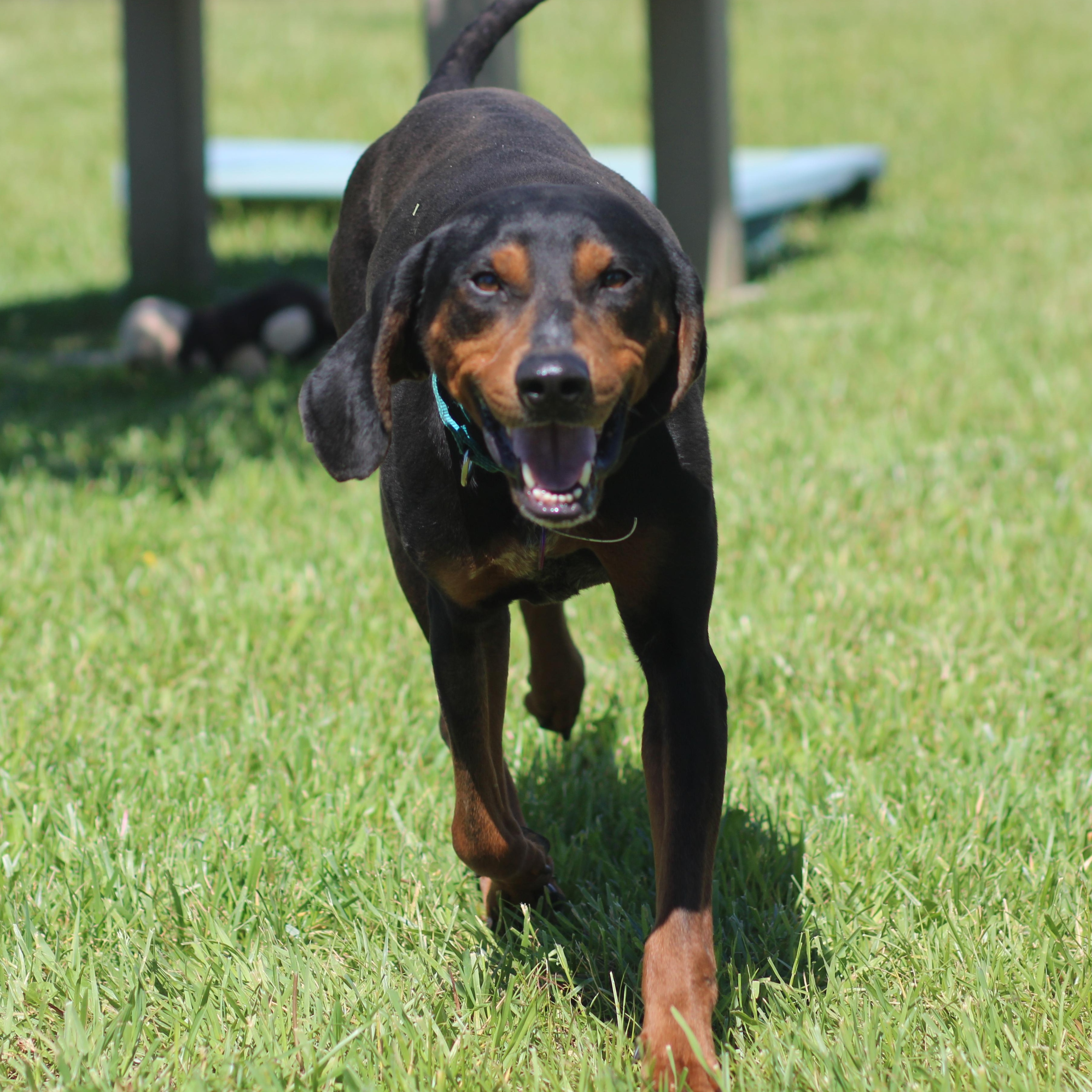 Camden, ADOPTABLE, Adult Male Mixed Breed.