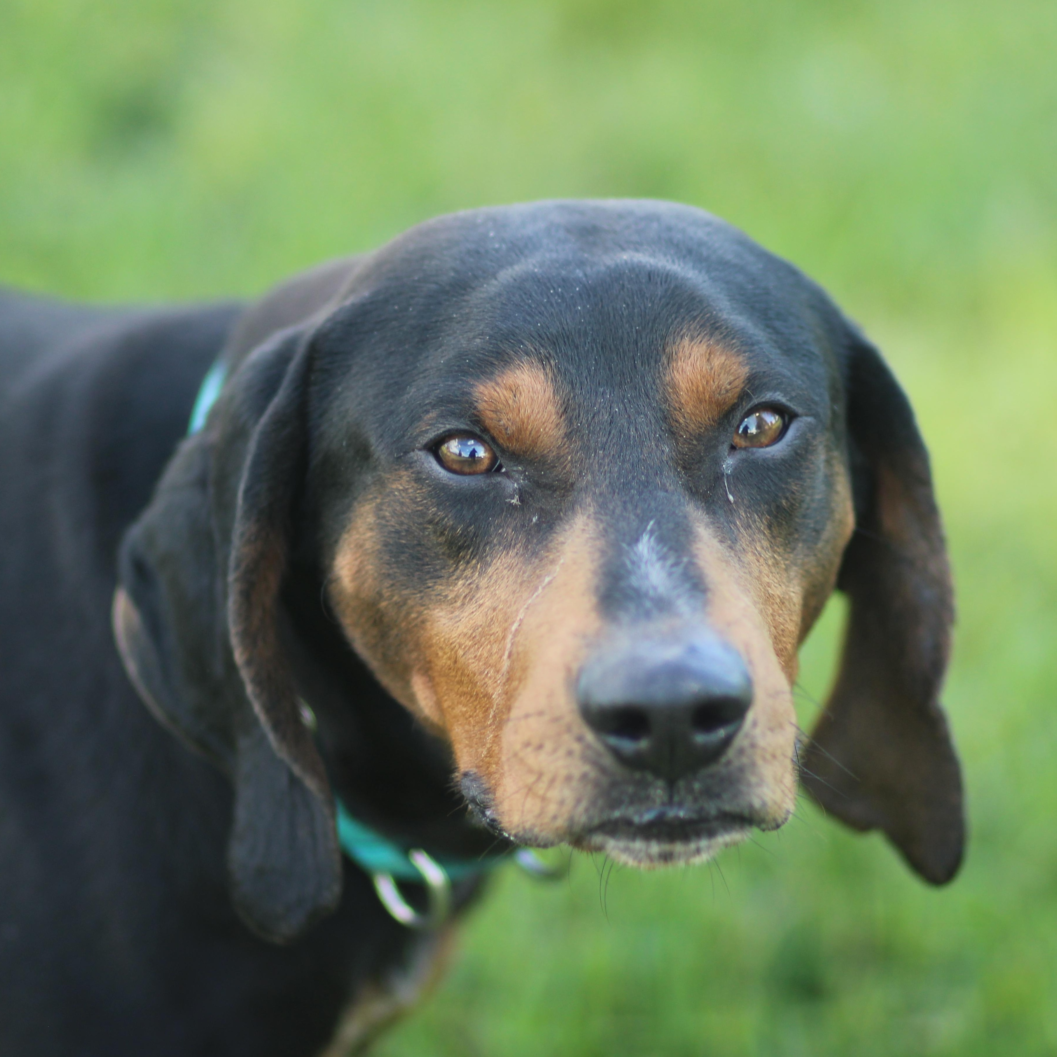 Enlarge Camden, a ADOPTABLE Mixed Breed in Cooperstown, NY image 3/6