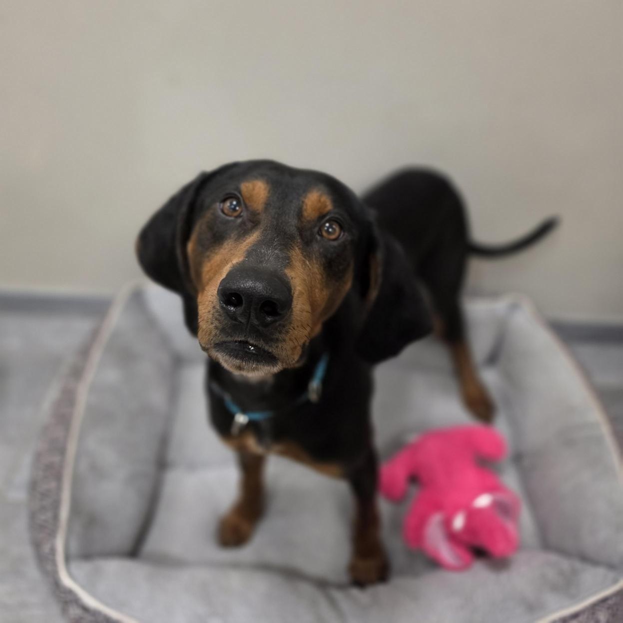 Enlarge Camden, a ADOPTABLE Mixed Breed in Cooperstown, NY image 2/6