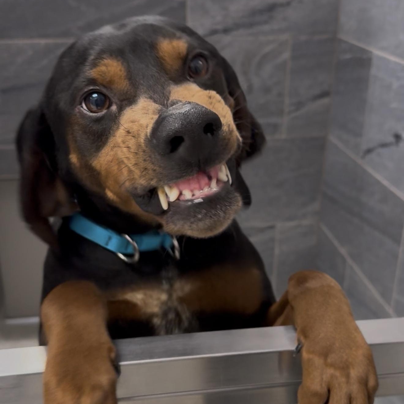 Enlarge Camden, a ADOPTABLE Mixed Breed in Cooperstown, NY image 4/6