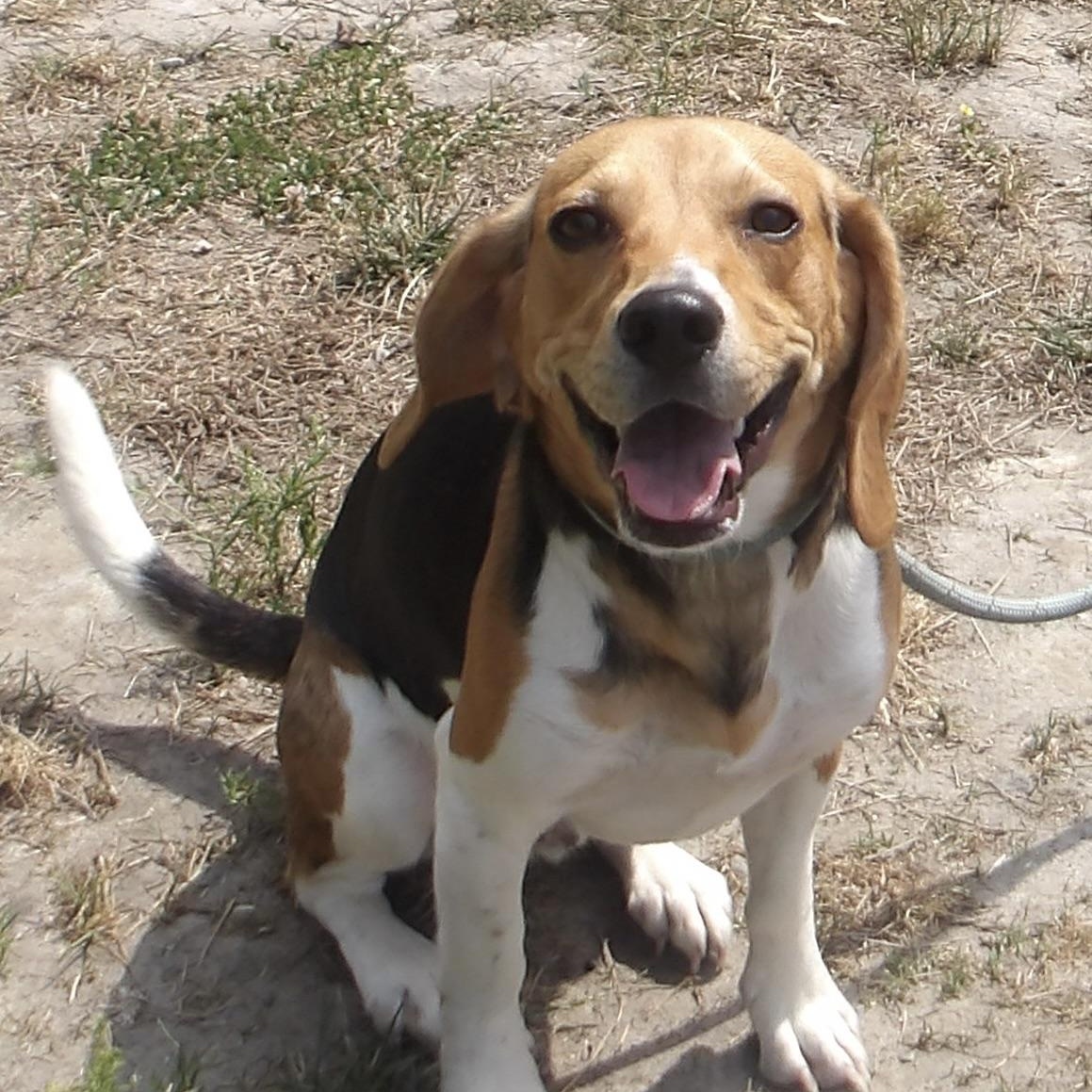 Nash, a ADOPTABLE Beagle in Gloucester, VA image 1/3