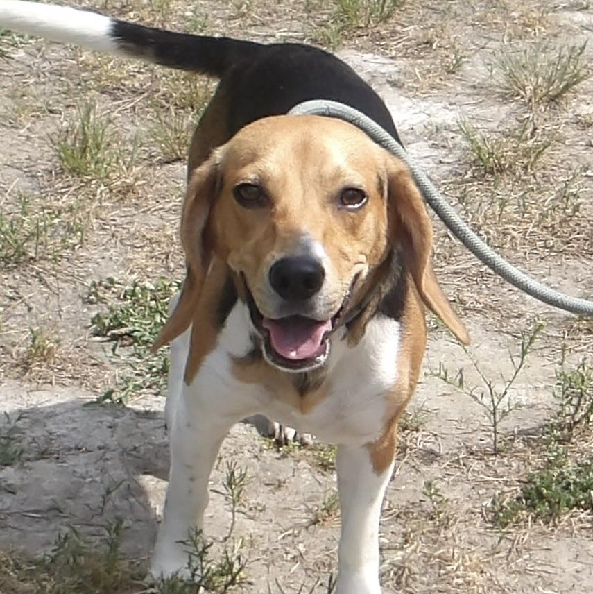 Nash, a ADOPTABLE Beagle in Gloucester, VA image 3/3