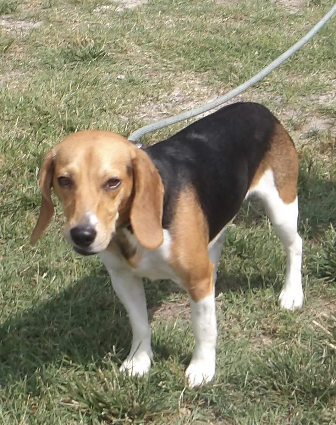 Nash, a ADOPTABLE Beagle in Gloucester, VA image 2/3