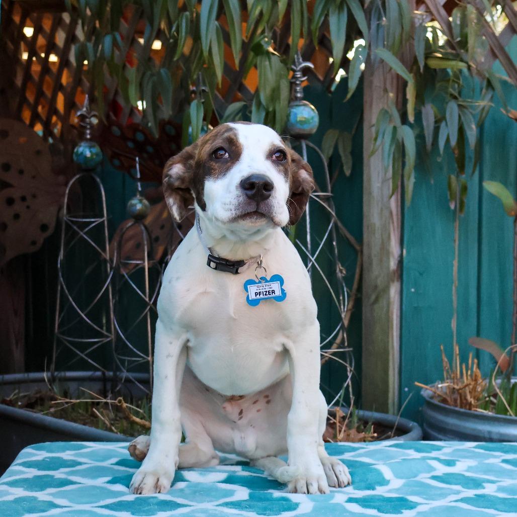 Pfizer, Adoptable, Puppy Male Pit Bull Terrier.