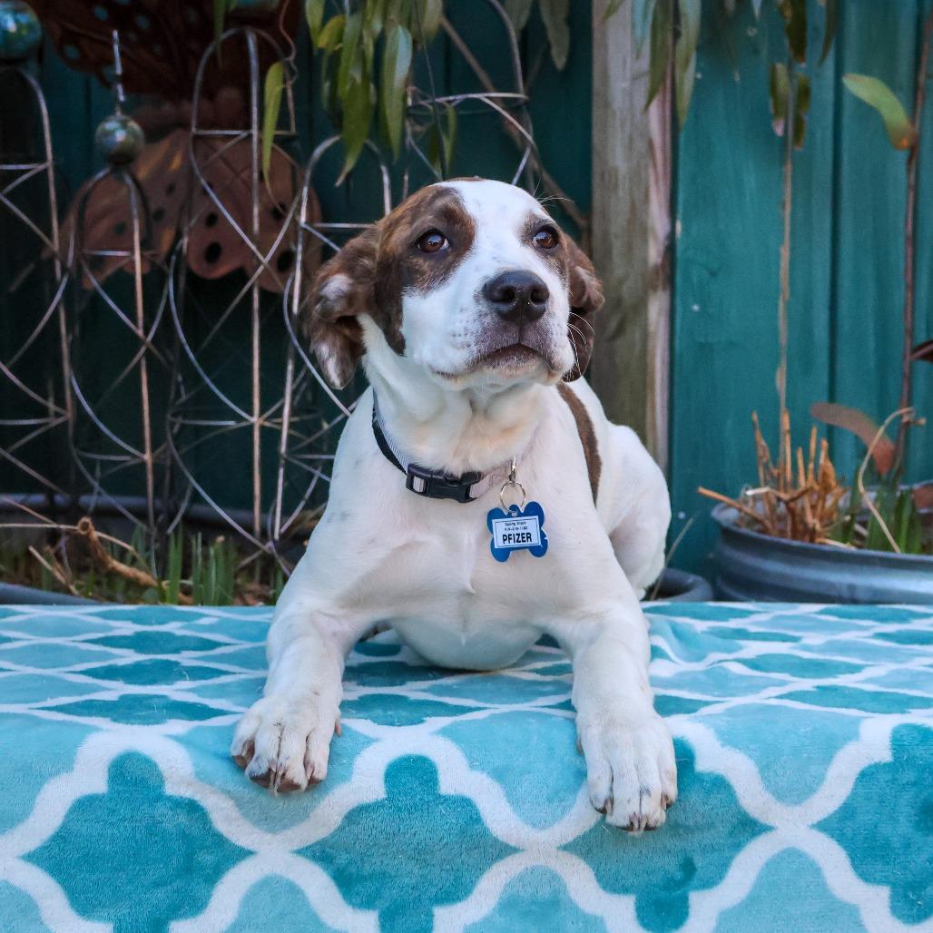 Enlarge Pfizer, a Adoptable Pit Bull Terrier in Wake Forest, NC image 2/3