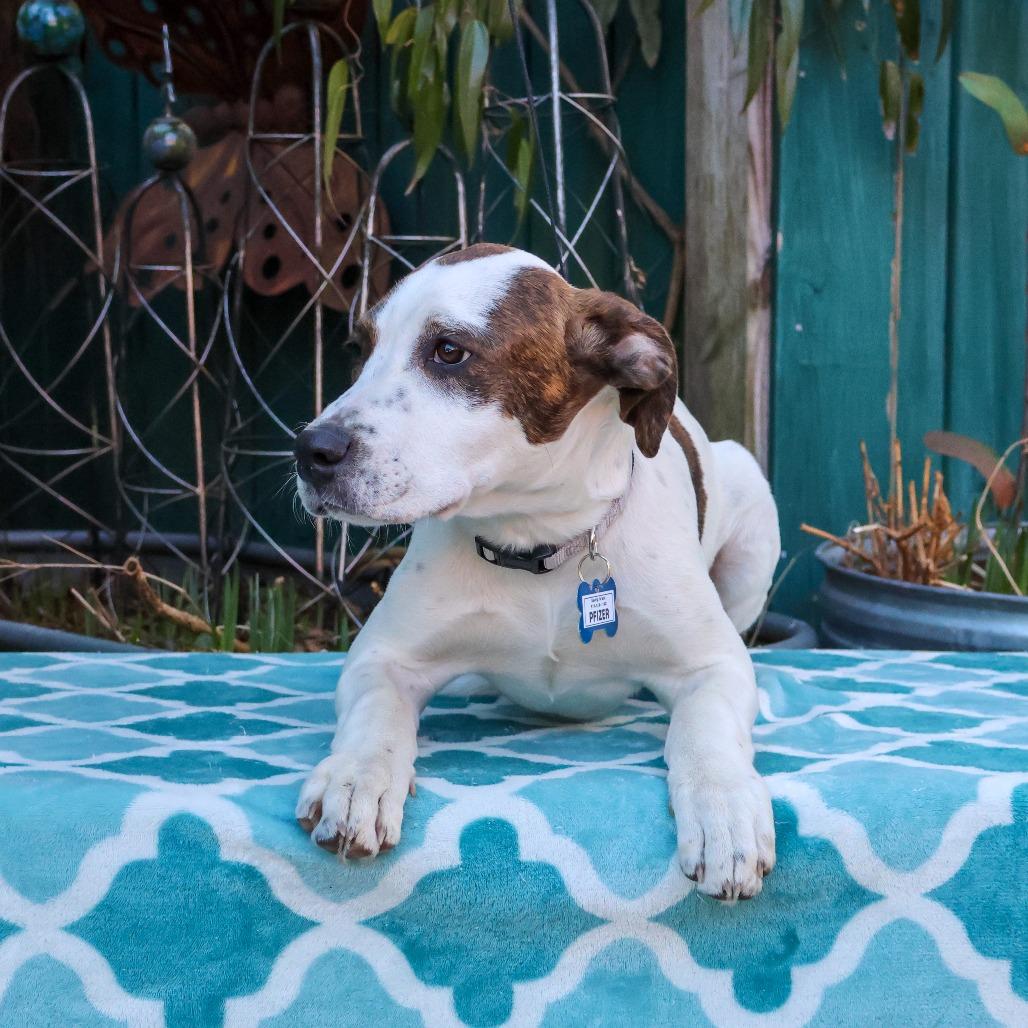 Enlarge Pfizer, a Adoptable Pit Bull Terrier in Wake Forest, NC image 3/3