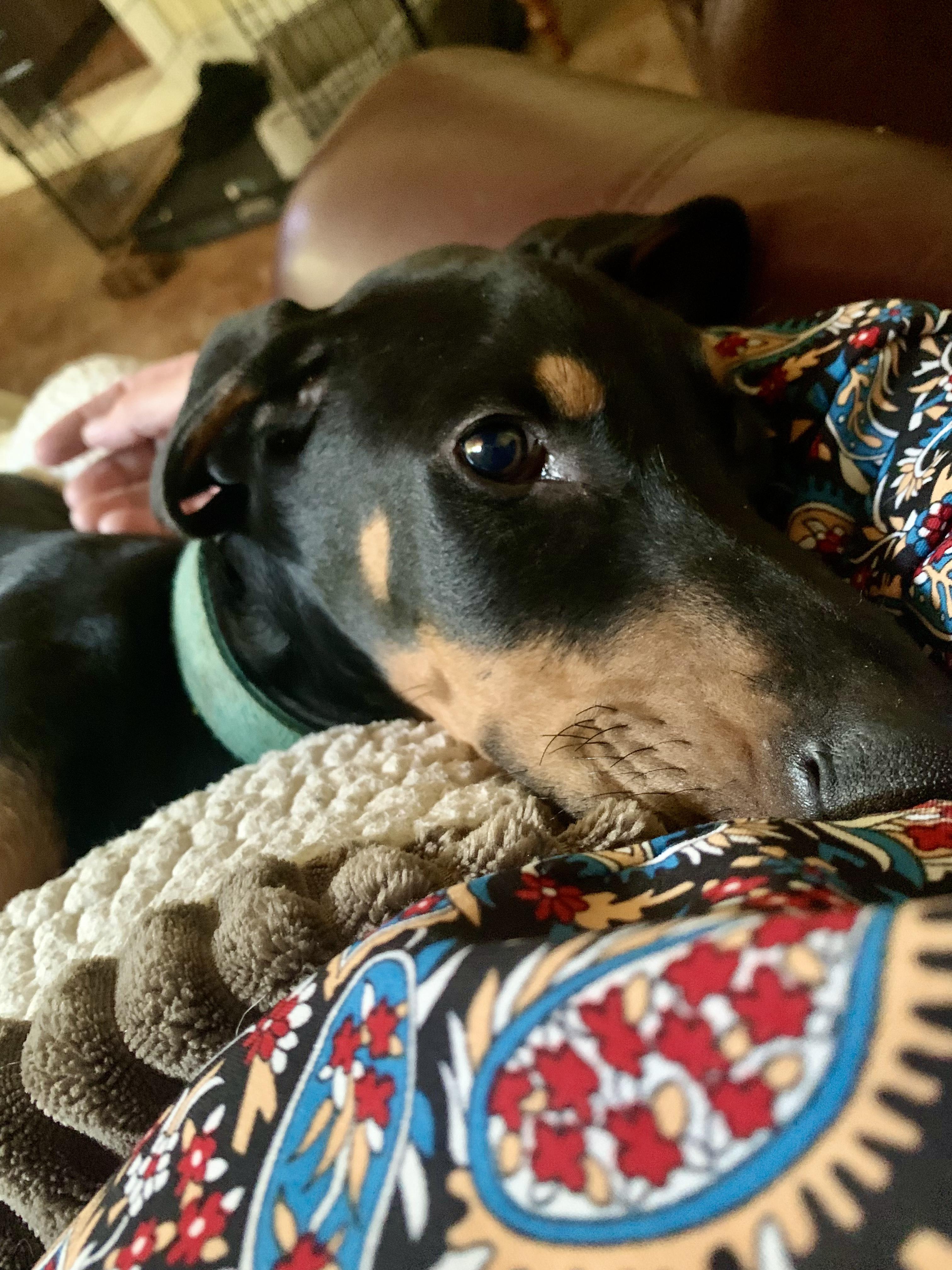 Beau, a Adopted Doberman Pinscher in Nashville, TN image 1/3