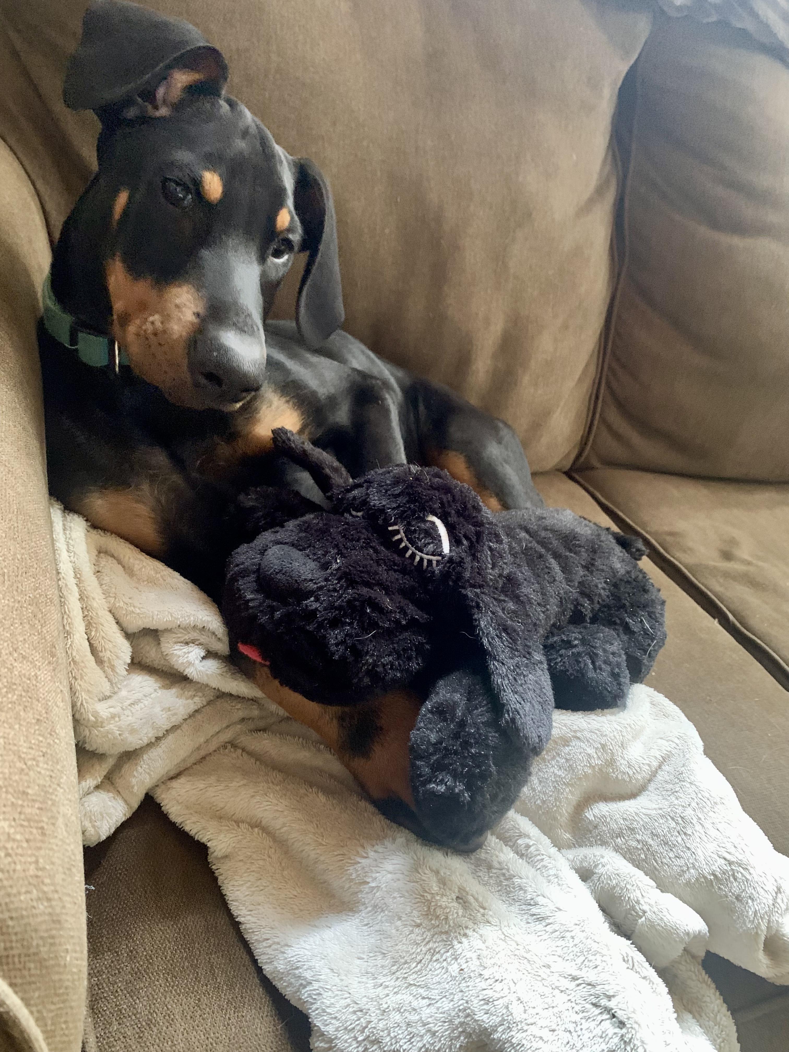 Beau, a Adopted Doberman Pinscher in Nashville, TN image 2/3