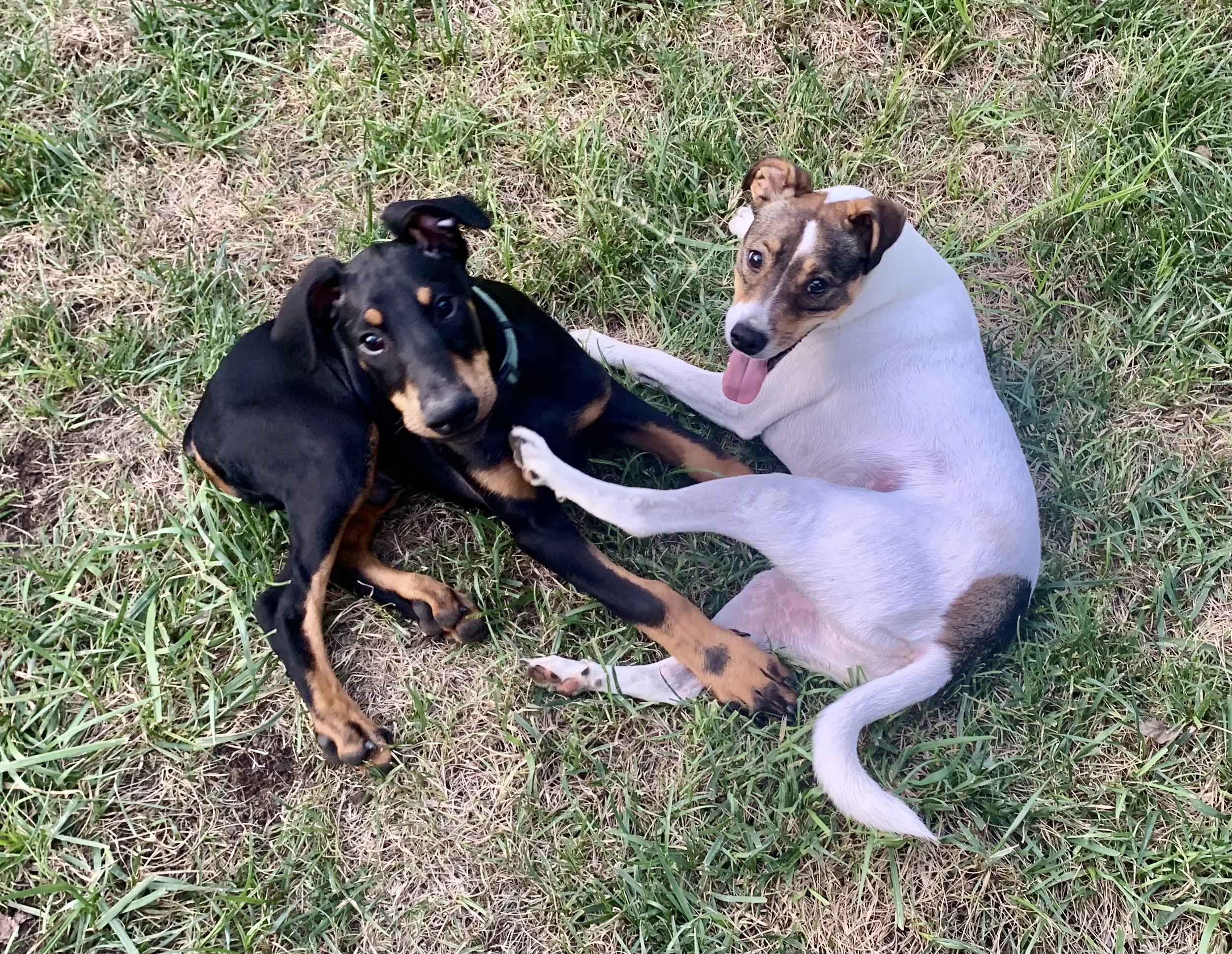 Beau, a Adopted Doberman Pinscher in Nashville, TN image 3/3