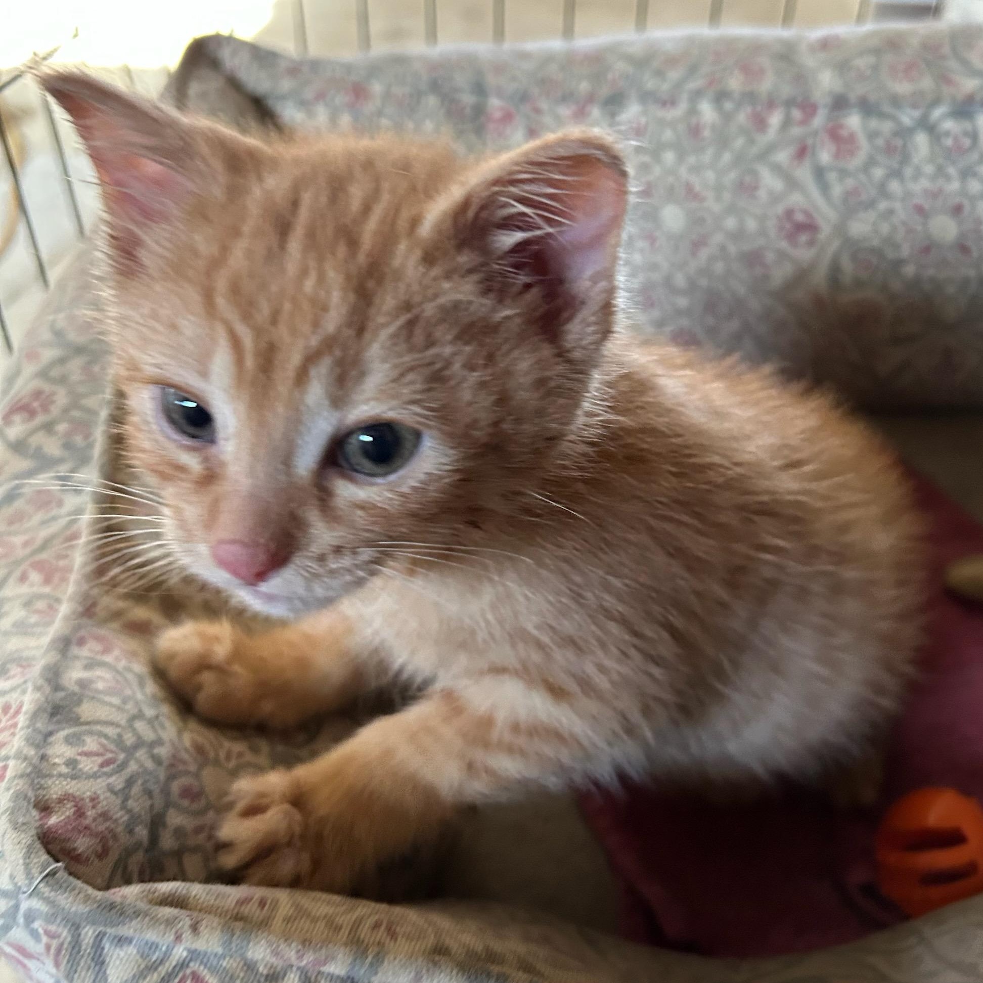 Enlarge Pookie, an adopted Domestic Medium Hair in Traverse City, MI image 1/1