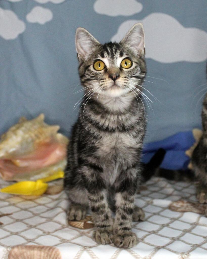 Taco Loco, adopted, Young Male Domestic Short Hair.