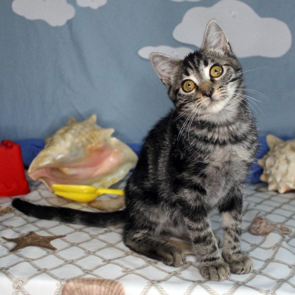 Enlarge Taco Loco, an adopted mixed breed in Mustang, OK image 2/2