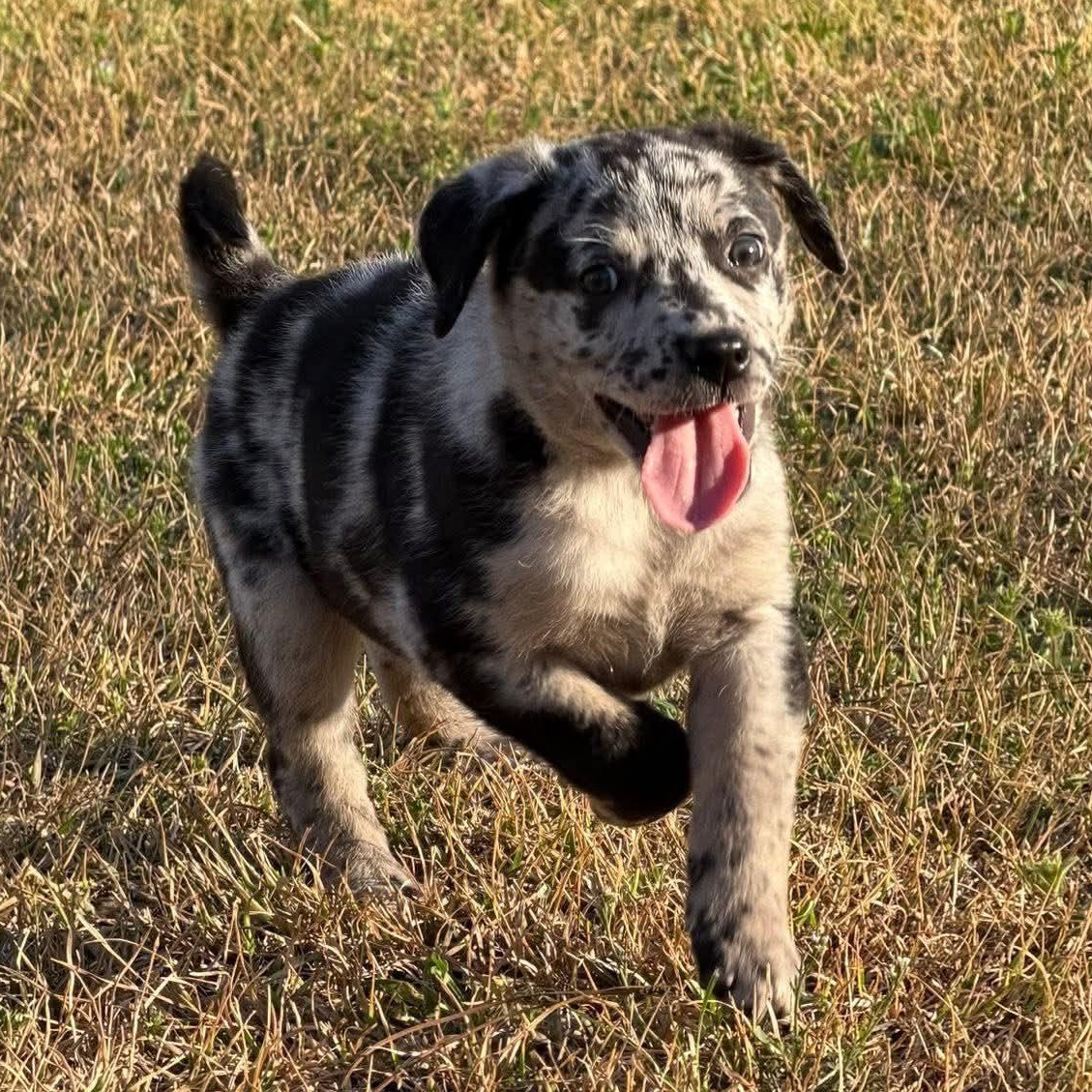 Enlarge Kerrygold, an adopted Catahoula Leopard Dog in Aberdeen, NC image 1/2