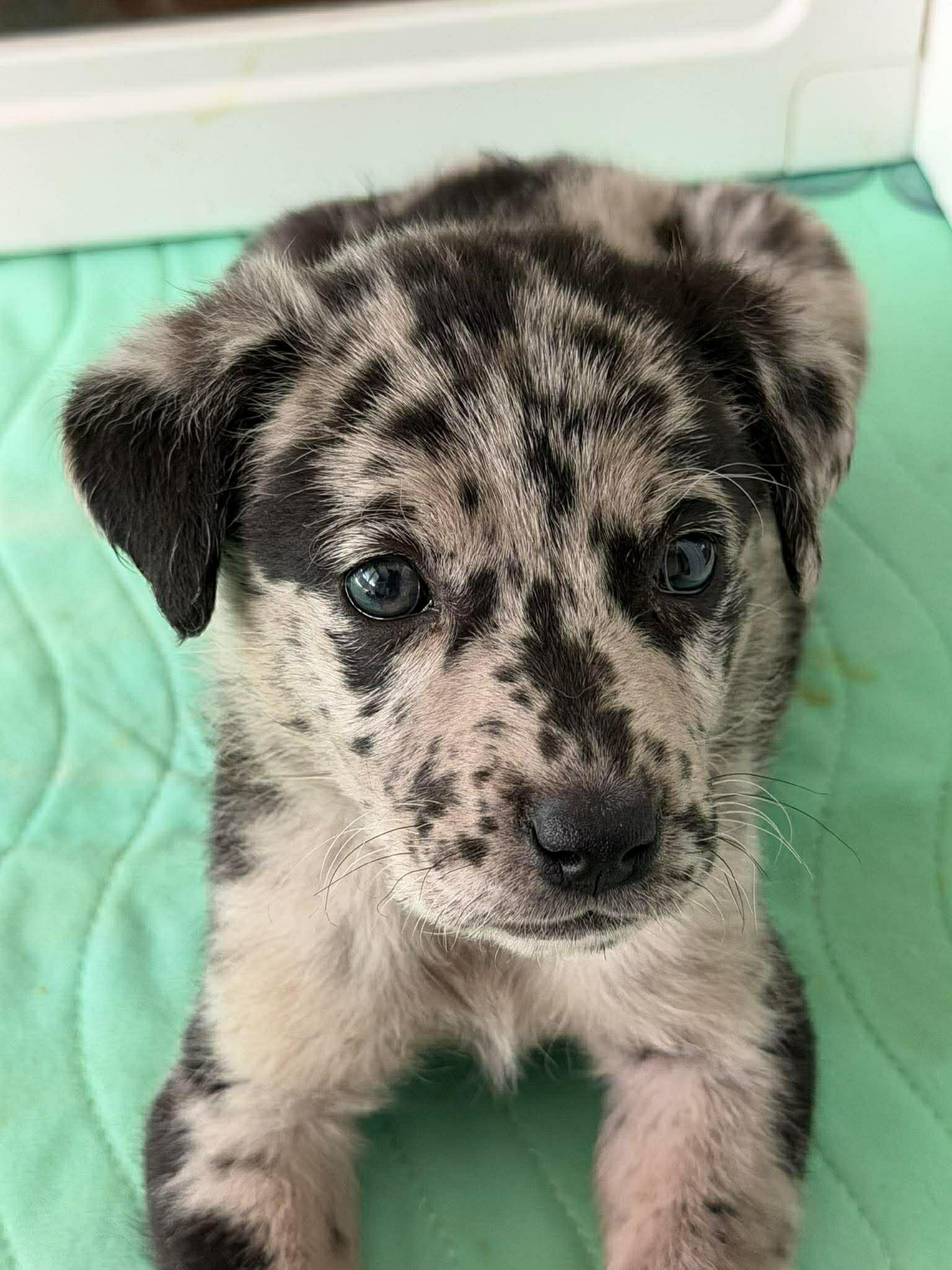 Enlarge Kerrygold, an adopted Catahoula Leopard Dog in Aberdeen, NC image 2/2