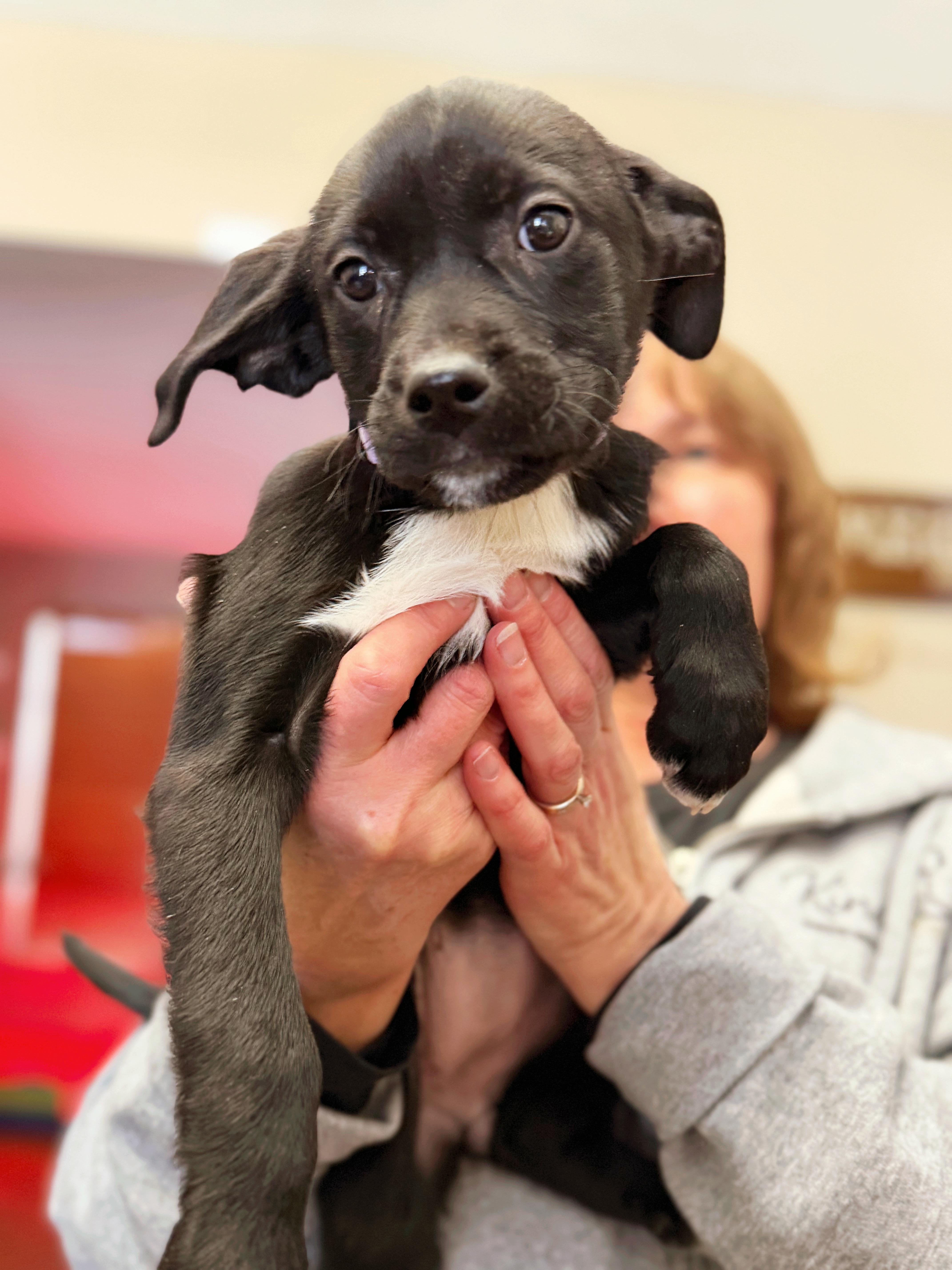 Radish, Adoptable, Puppy Female Mixed Breed.