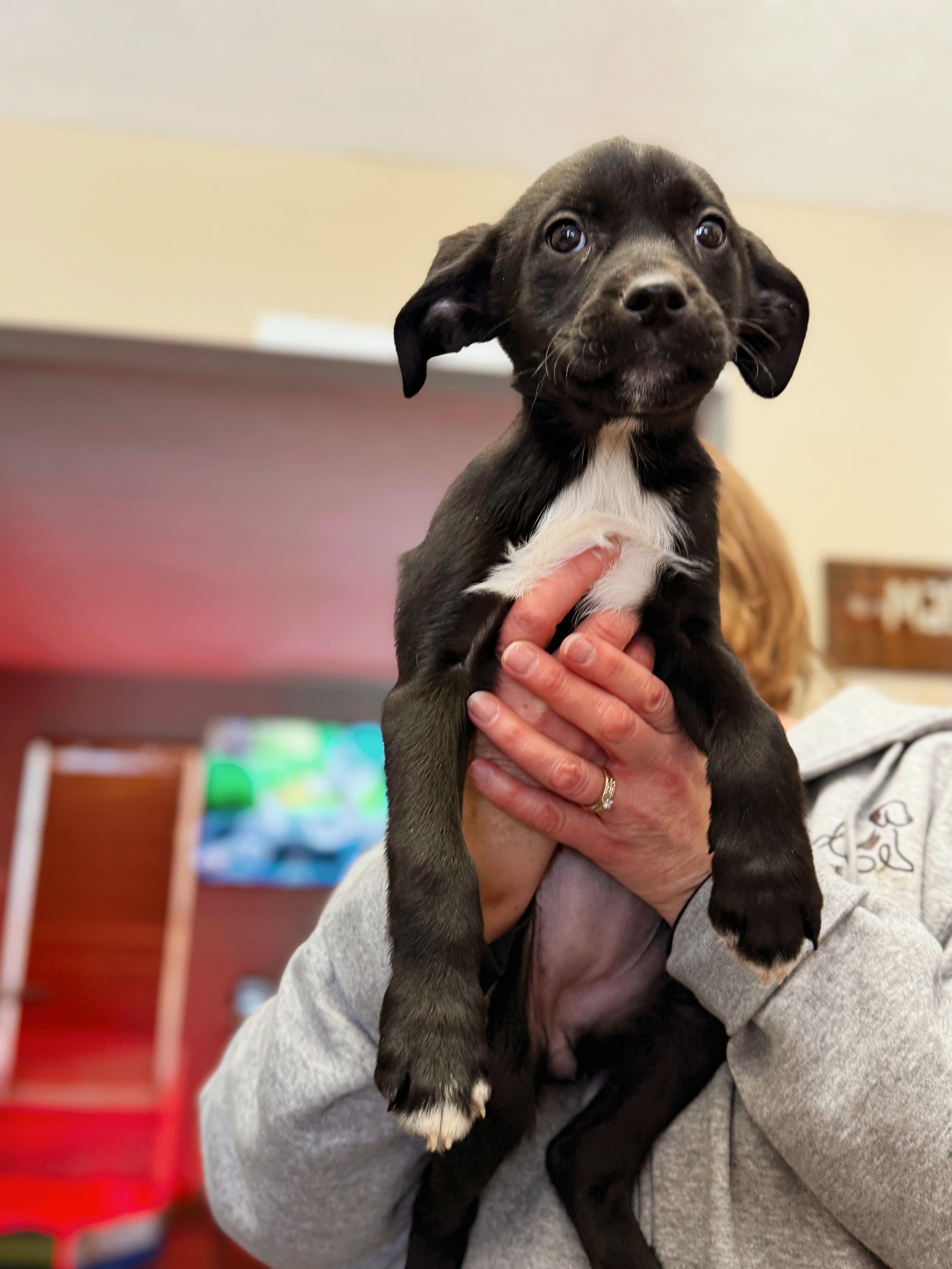 Enlarge Radish, a Adoptable mixed breed in Seville, OH image 2/3