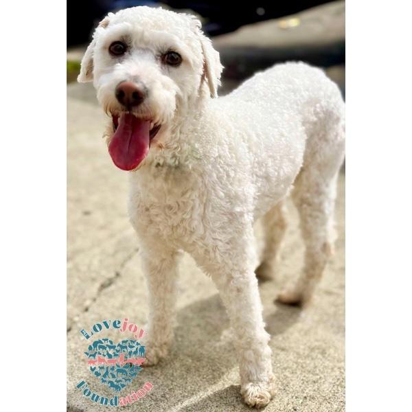 Milo, adopted, Young Male Miniature Poodle.