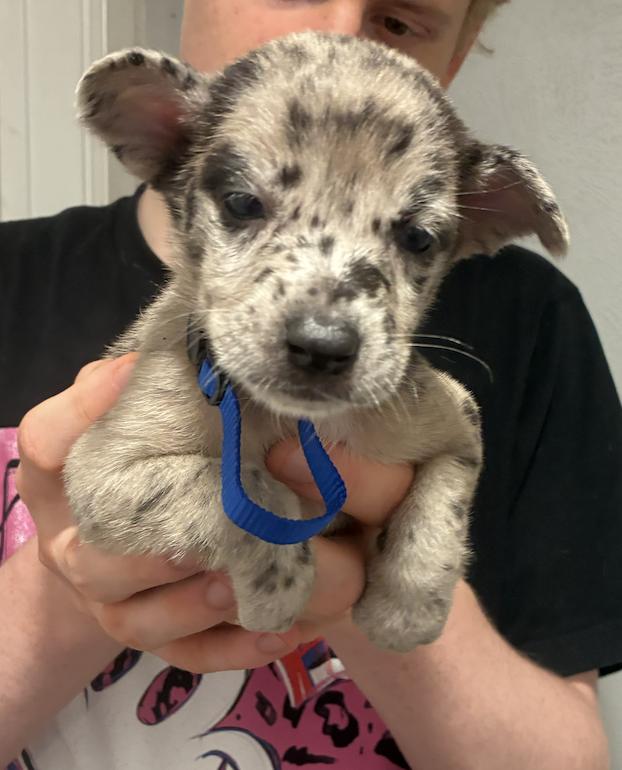 Enlarge DiMaios / Dumond, a Adoptable mixed breed in Broomfield, CO image 1/6