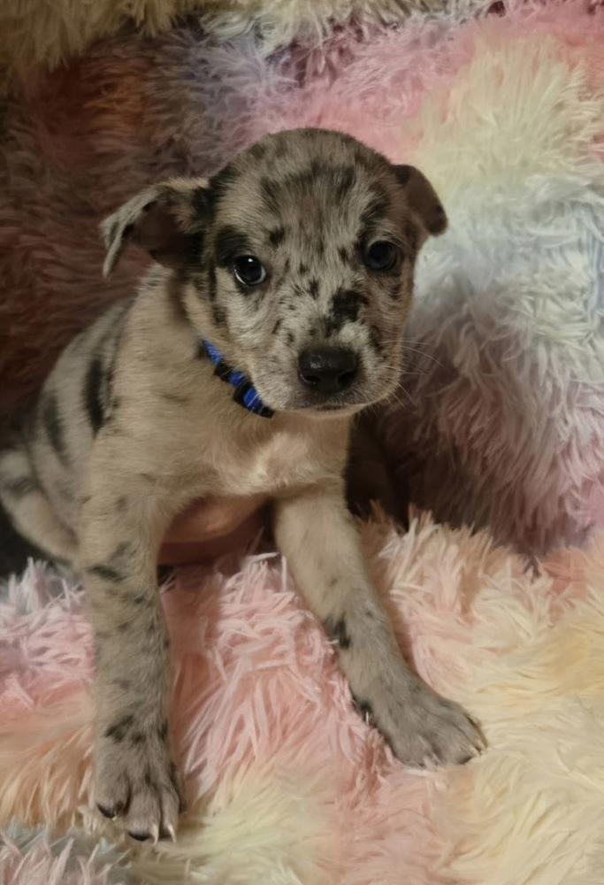 Enlarge DiMaios / Dumond, a Adoptable mixed breed in Broomfield, CO image 2/6