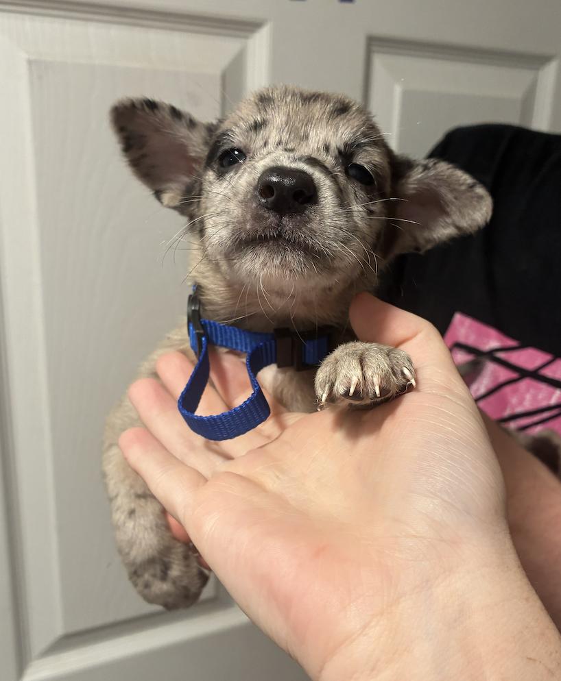 Enlarge DiMaios / Dumond, a Adoptable mixed breed in Broomfield, CO image 6/6