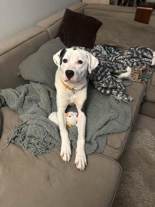 Nala, Adoptable, Adult Female Mixed Breed & Mixed Breed.