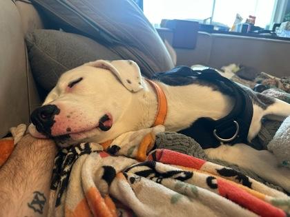 Nala, a Adoptable mixed breed in Cincinnati, OH image 2/3