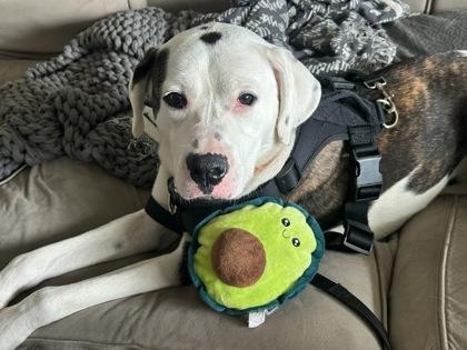 Nala, a Adoptable mixed breed in Cincinnati, OH image 3/3