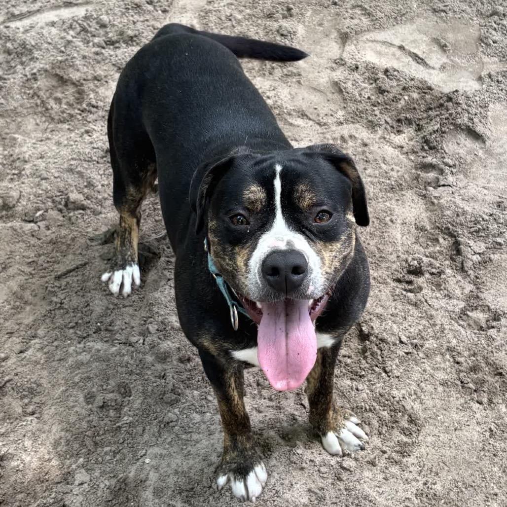 Acorn 28353, Adoptable, Adult Male Mixed Breed.