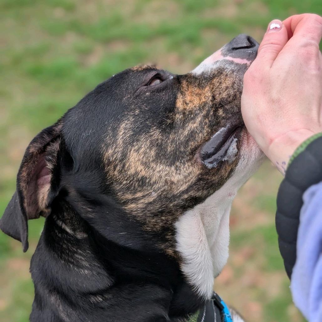 Enlarge Acorn 28353, a Adoptable Mixed Breed in Middleburg, FL image 1/3