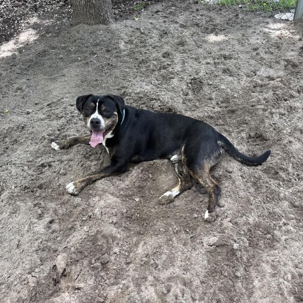 Enlarge Acorn 28353, a Adoptable Mixed Breed in Middleburg, FL image 3/6