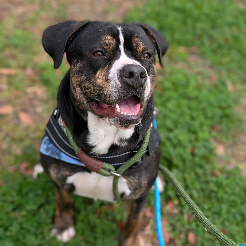Enlarge Acorn 28353, a Adoptable Mixed Breed in Middleburg, FL image 3/3