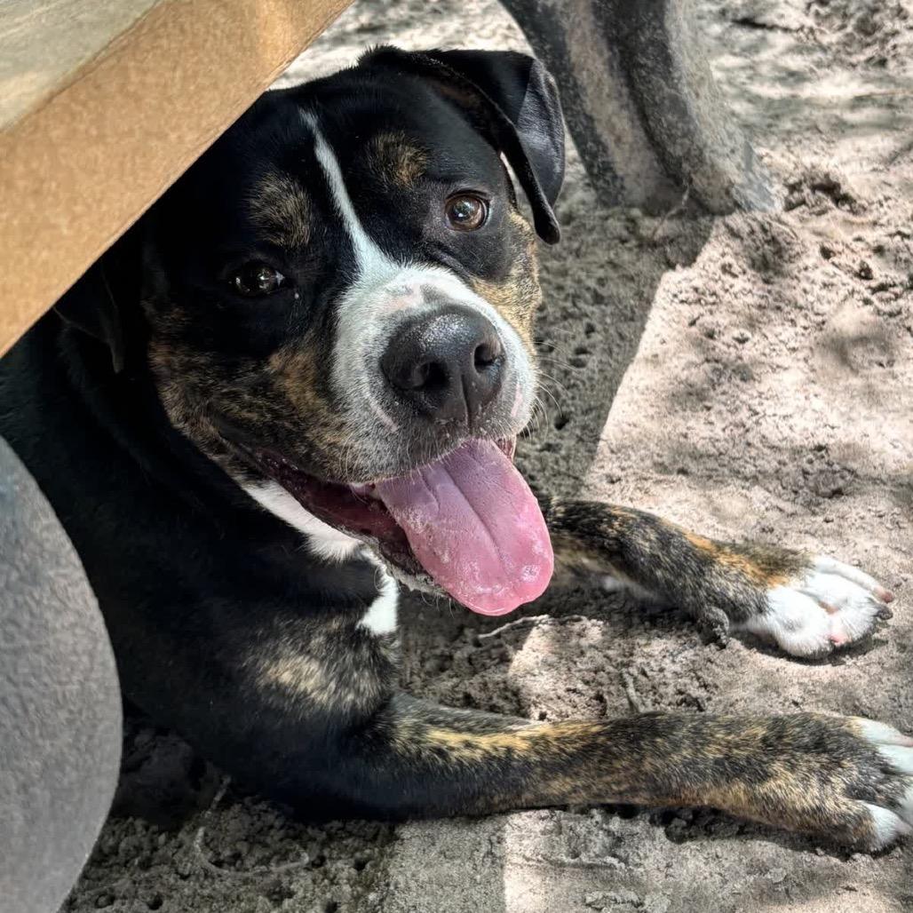 Enlarge Acorn 28353, a Adoptable Mixed Breed in Middleburg, FL image 6/6