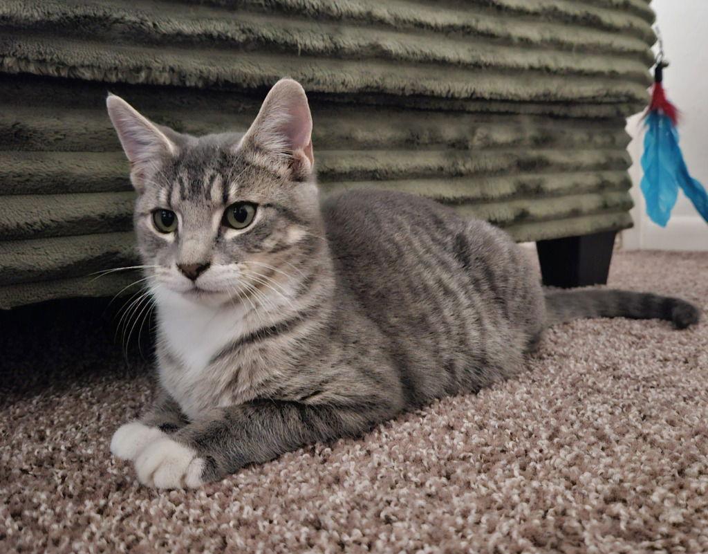 25-27 Bunny, Adoptable, Kitten Female Domestic Short Hair.