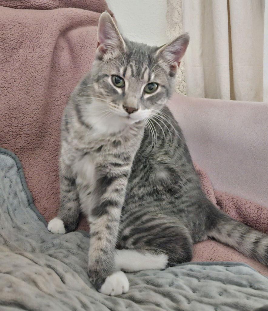 Enlarge 25-27 Bunny, a Adoptable Domestic Short Hair in St. Helens, OR image 2/2