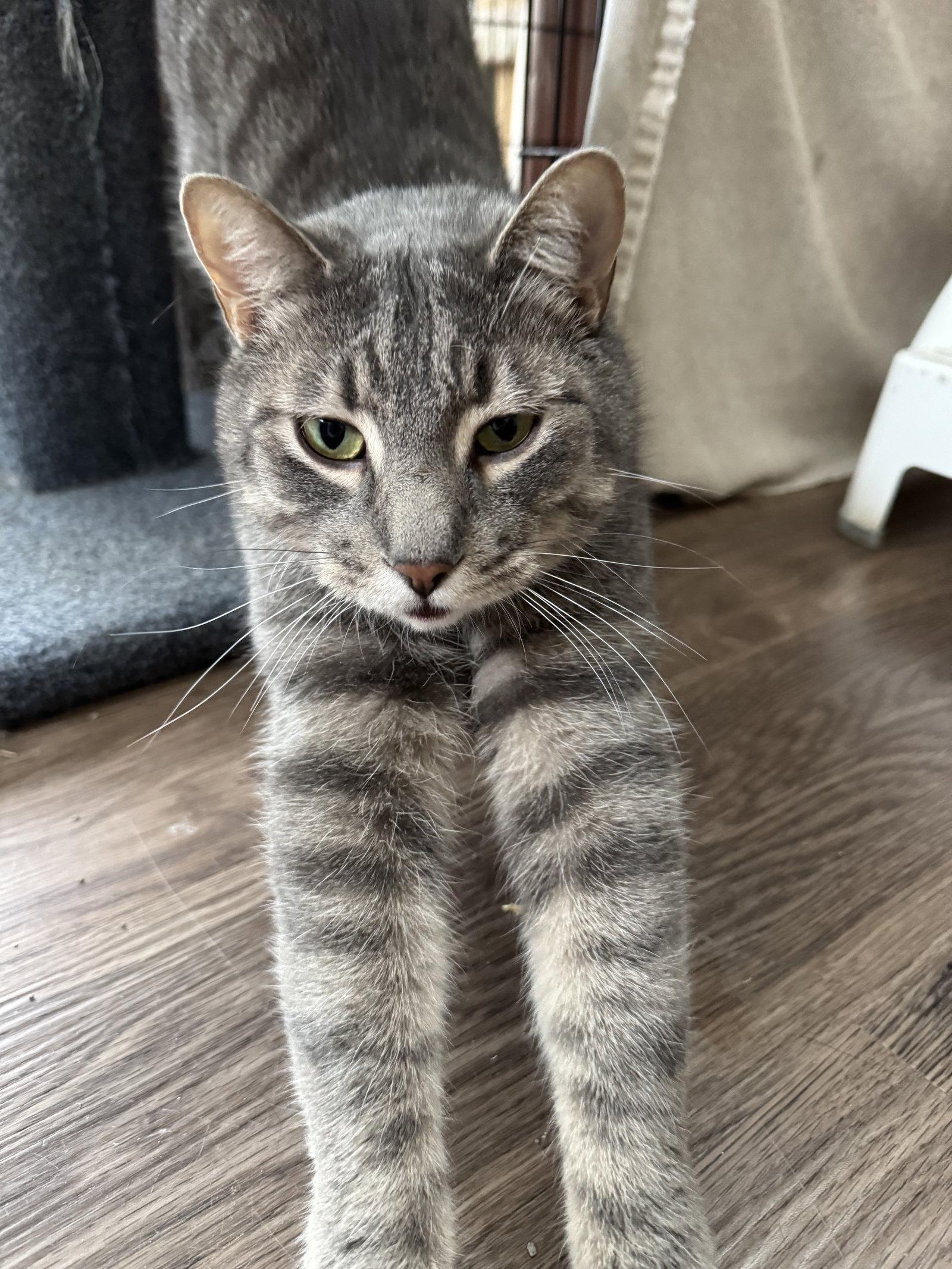 Enlarge Lenny, a Adopted Domestic Short Hair in Markham, ON image 1/3