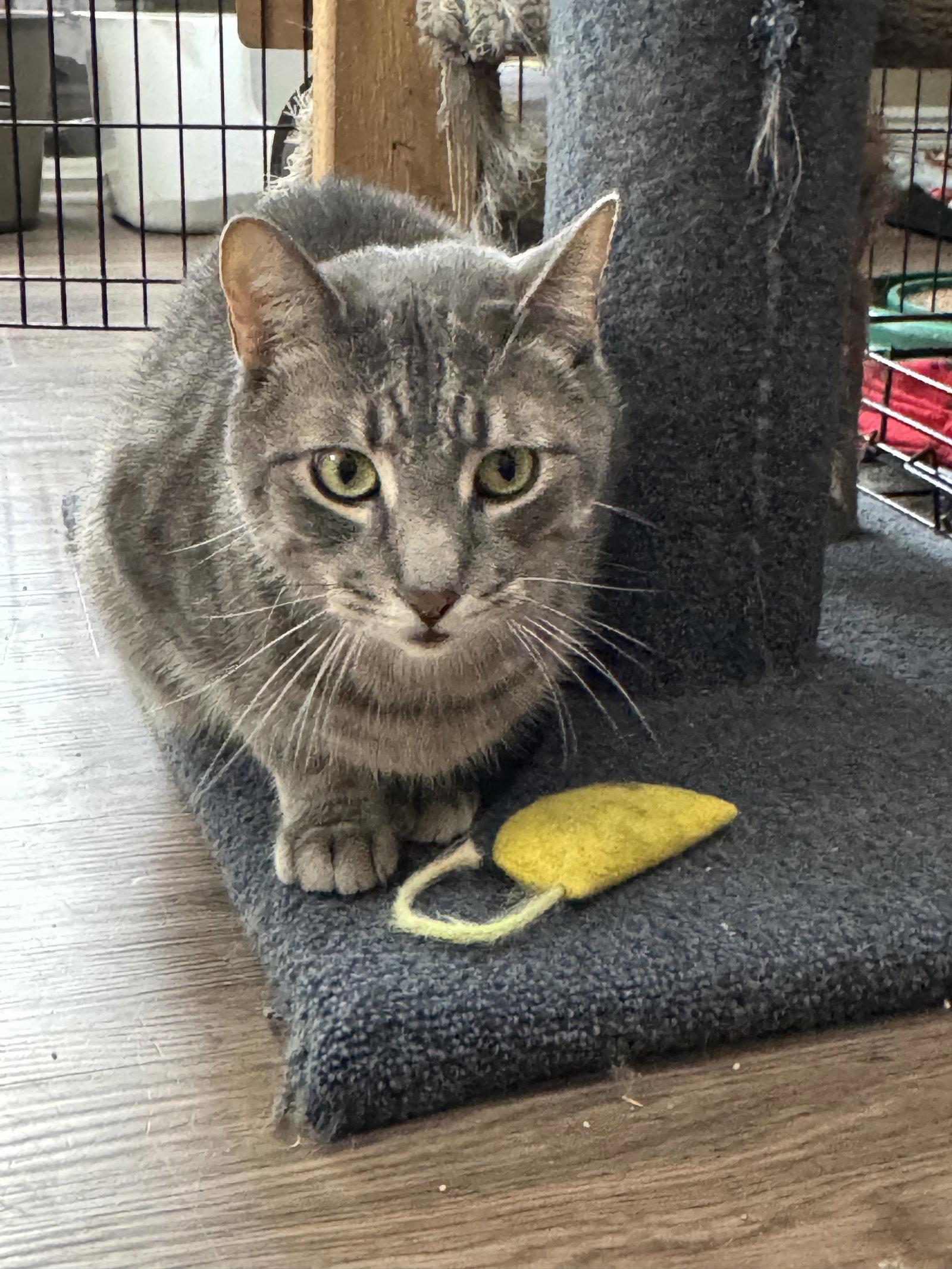 Enlarge Lenny, a Adopted Domestic Short Hair in Markham, ON image 2/3