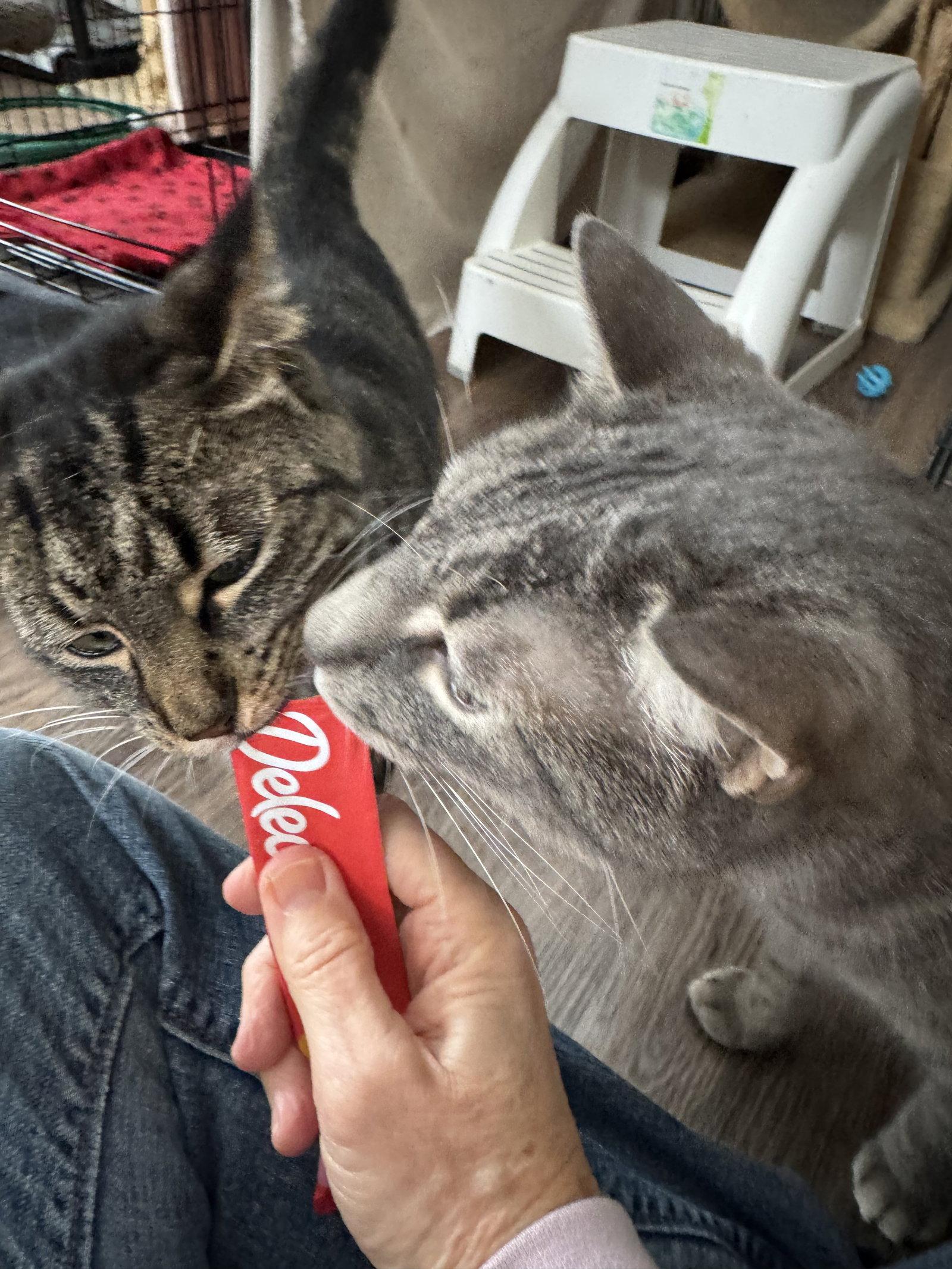 Enlarge Lenny, a Adopted Domestic Short Hair in Markham, ON image 3/3