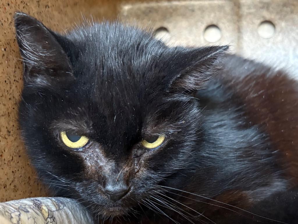 Blackberry, Adoptable, Adult Female Domestic Short Hair.