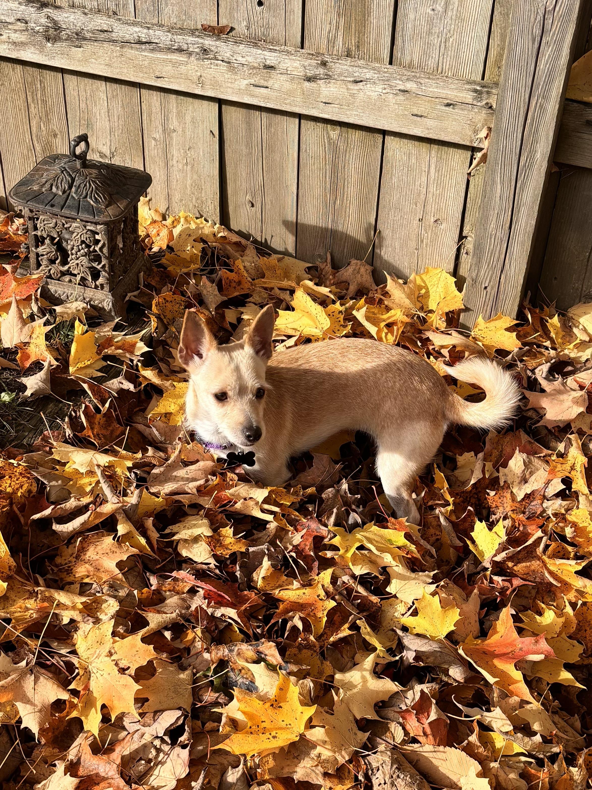 Ruby, a Adoptable mixed breed in Owen Sound, ON image 1/3