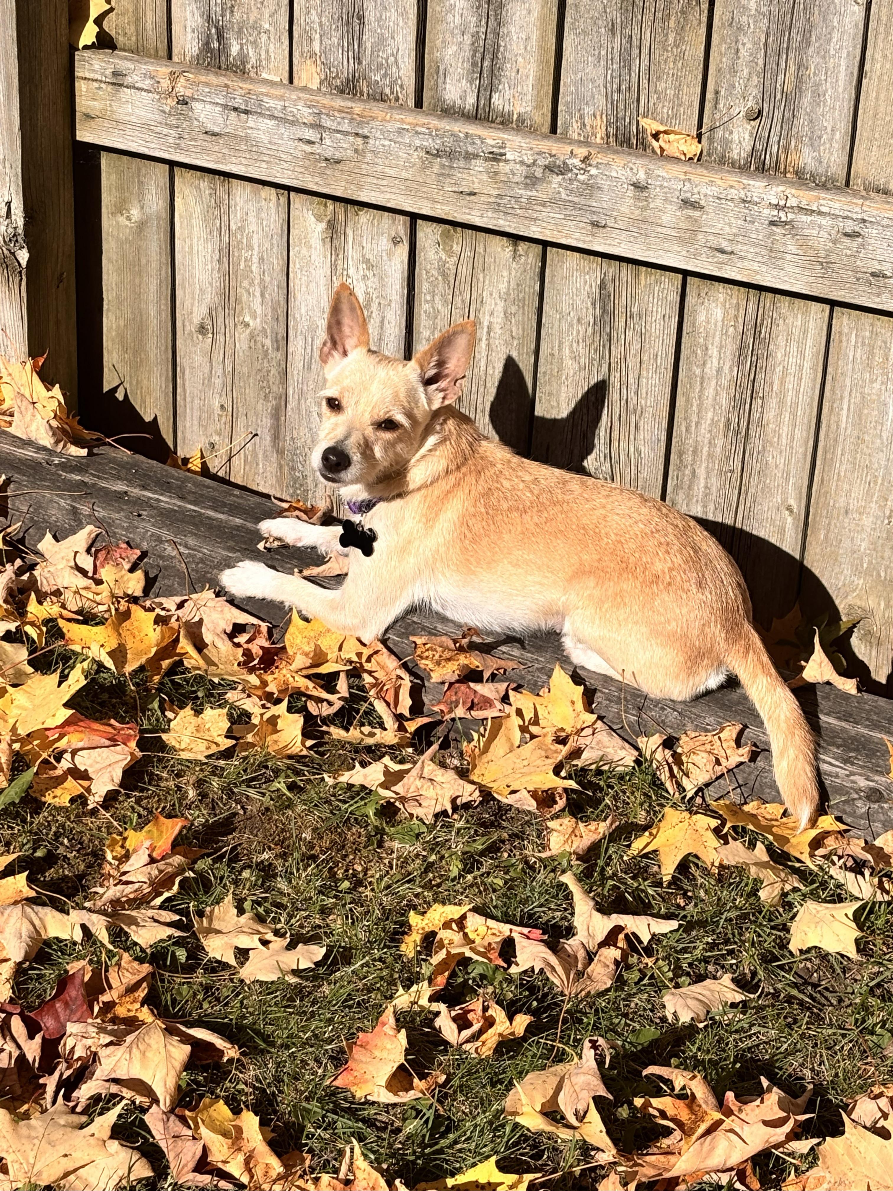 Ruby, a Adoptable mixed breed in Owen Sound, ON image 2/3
