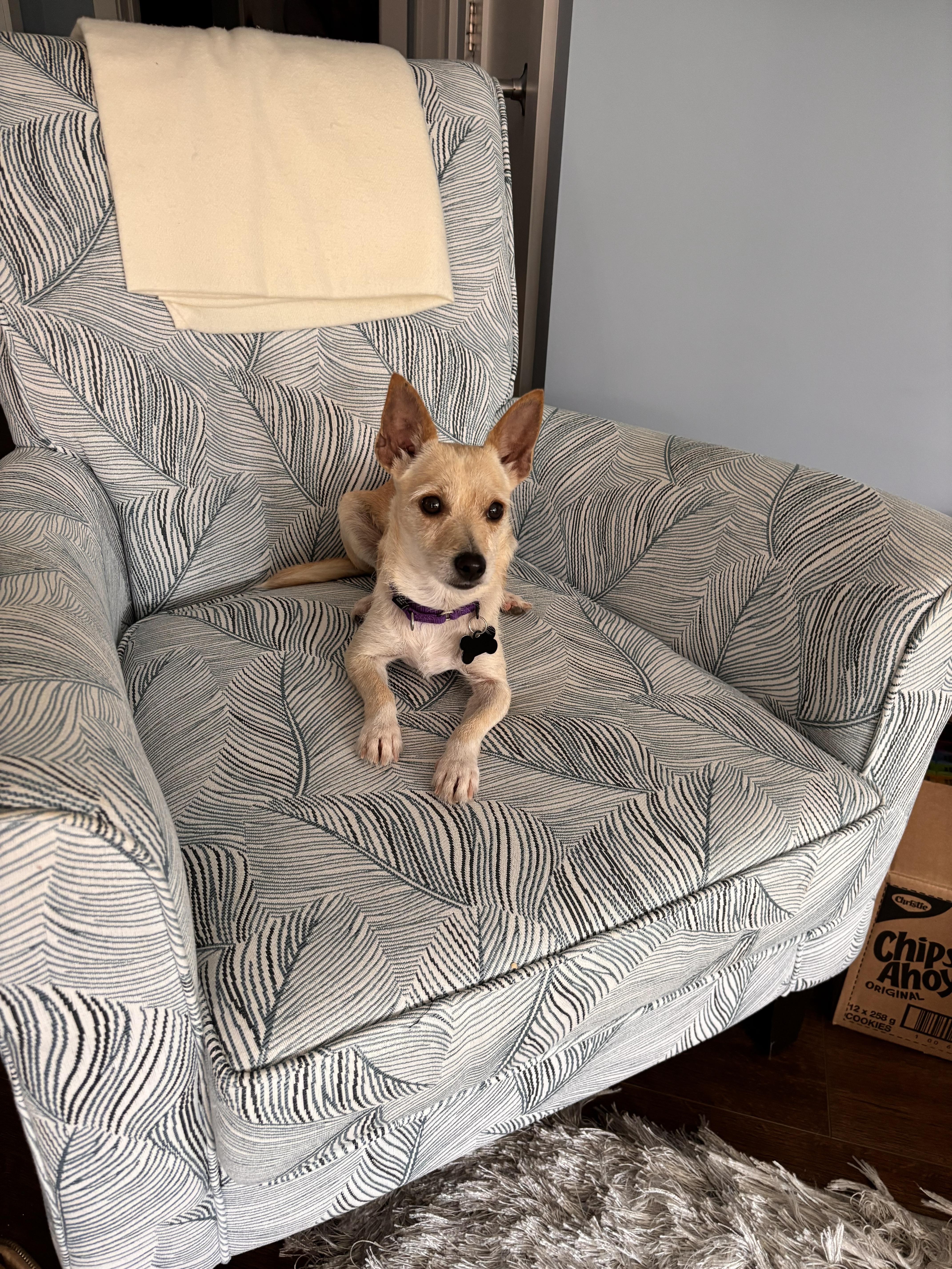 Ruby, a Adoptable mixed breed in Owen Sound, ON image 3/3