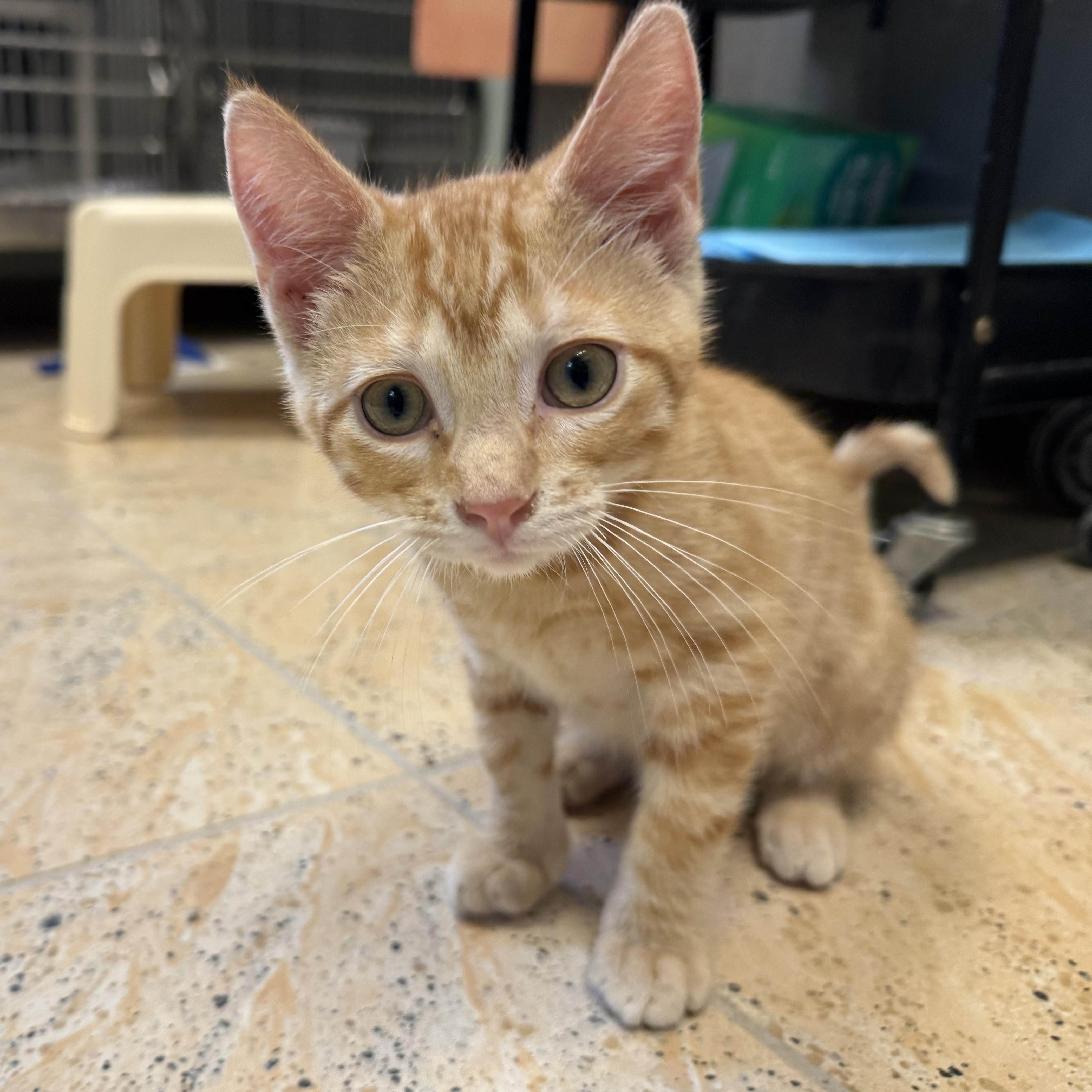 Enlarge STAR FRUIT, a ADOPTABLE Domestic Short Hair in La Crescent, MN image 2/2