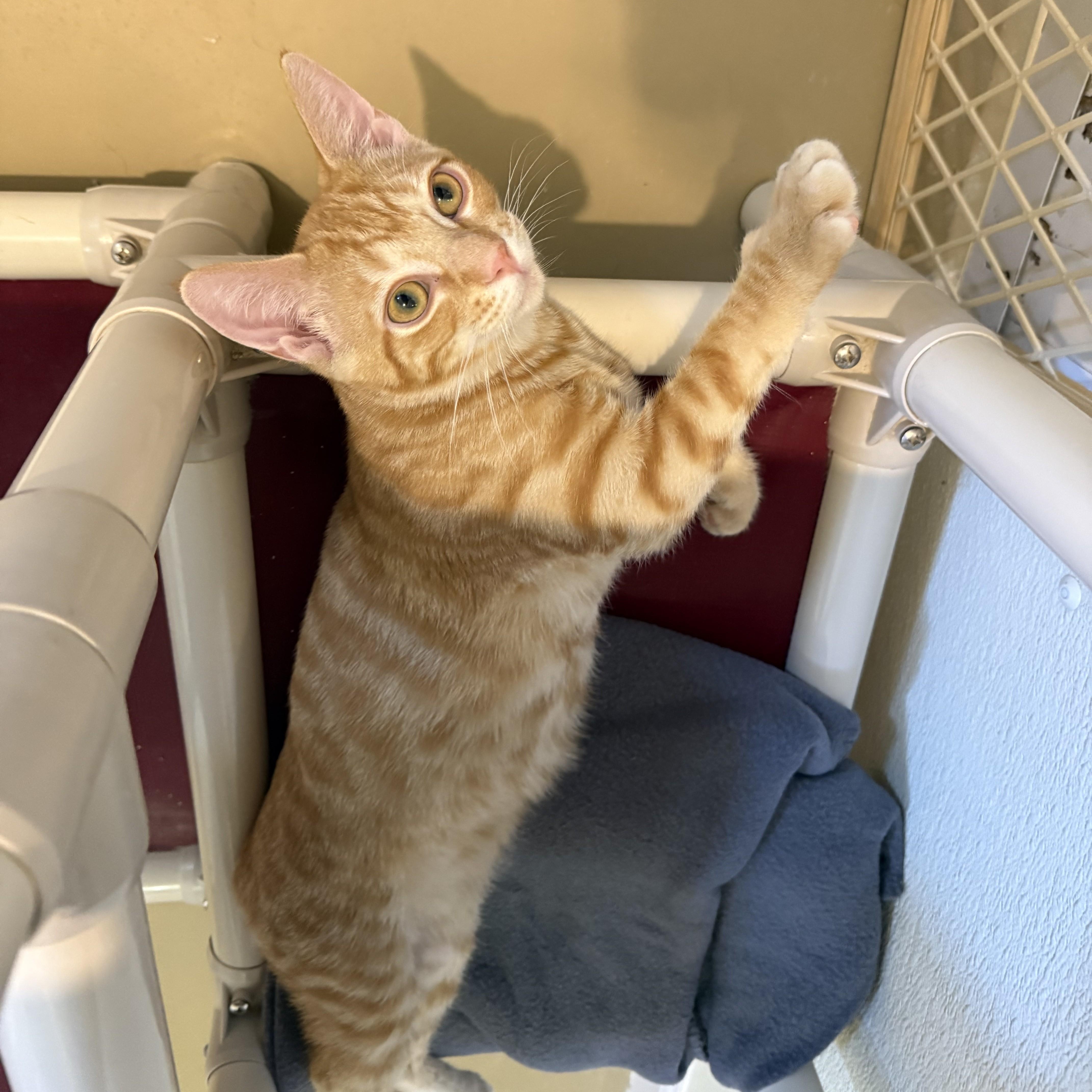 STAR FRUIT, ADOPTABLE, Kitten Male Domestic Short Hair.