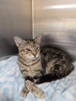 Enlarge Mila, a Adoptable Domestic Short Hair in Charleston, SC image 2/2