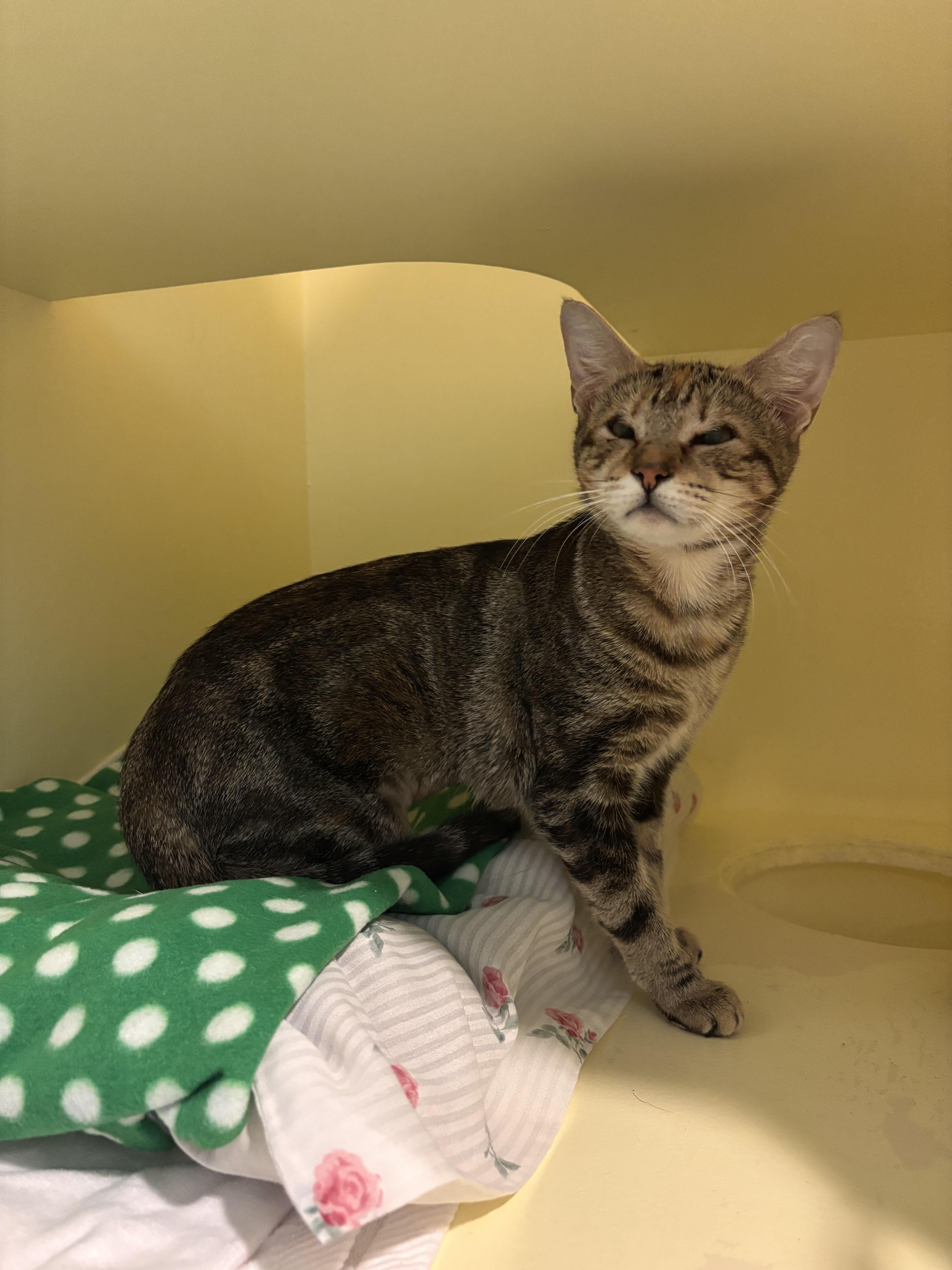 Mila, Adoptable, Adult Female Domestic Short Hair.