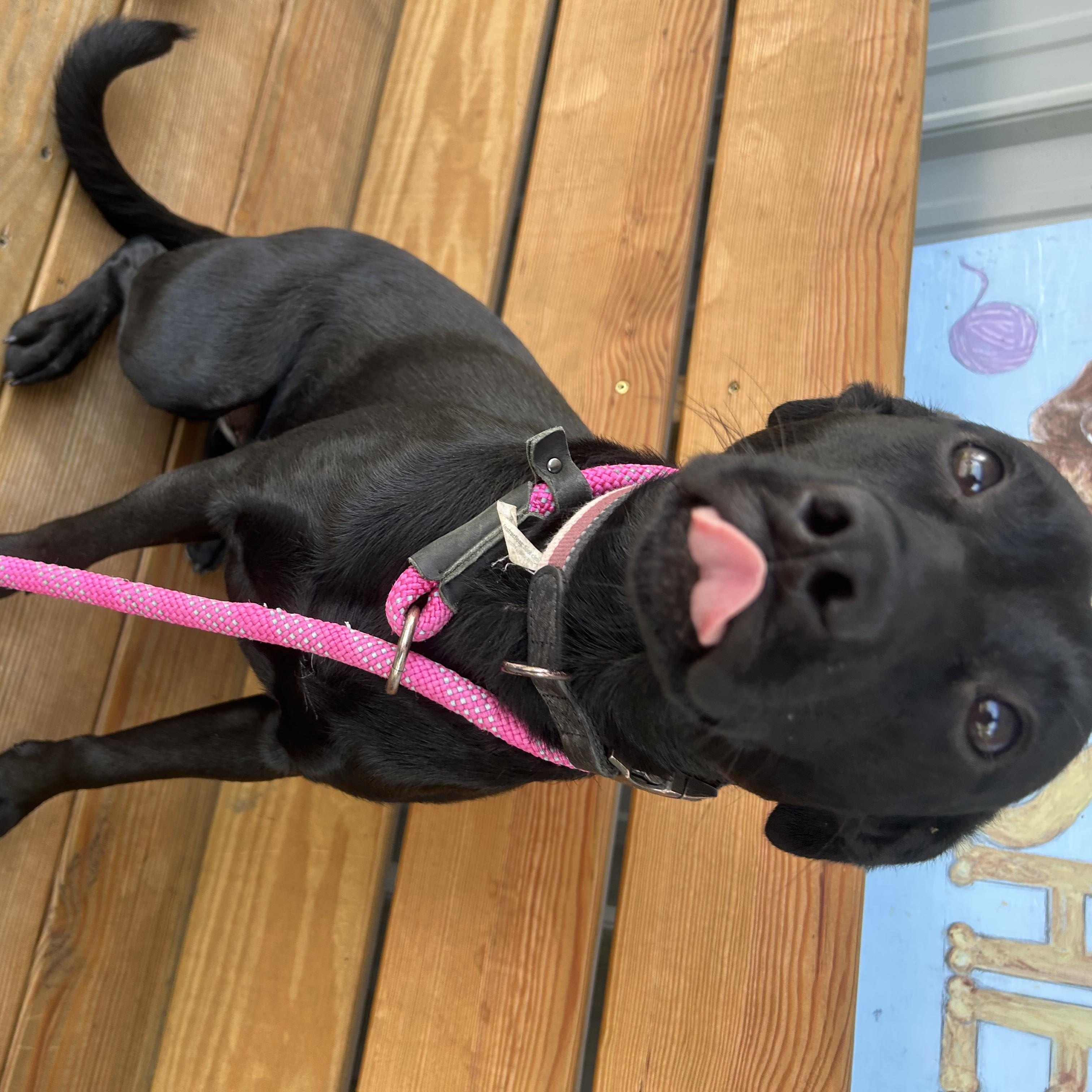 Poppy, an adopted mixed breed in Howes Cave, NY image 2/3